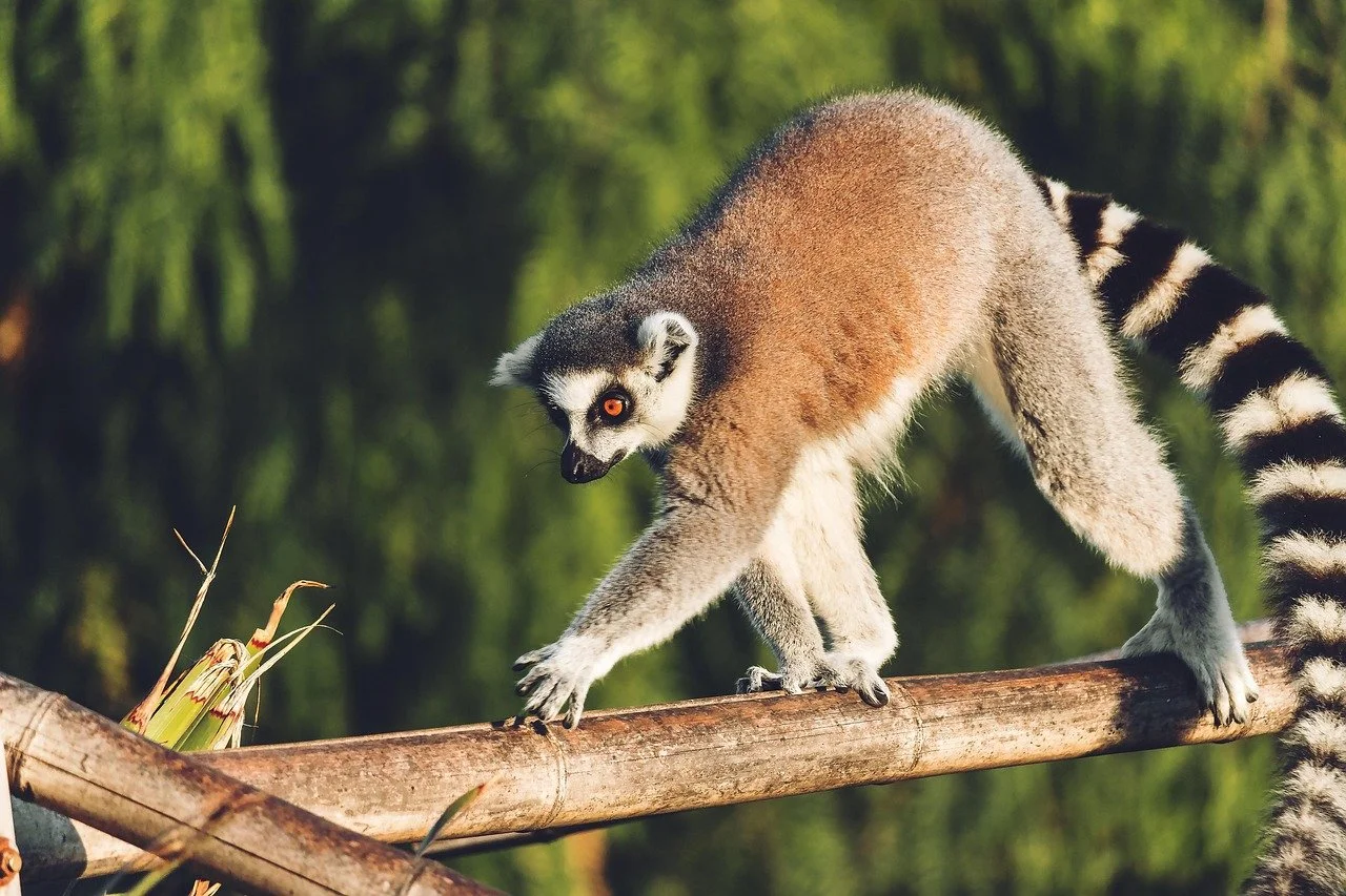A ring-tailed lemur balances gracefully on a wooden beam in Madagascar’s lush forest