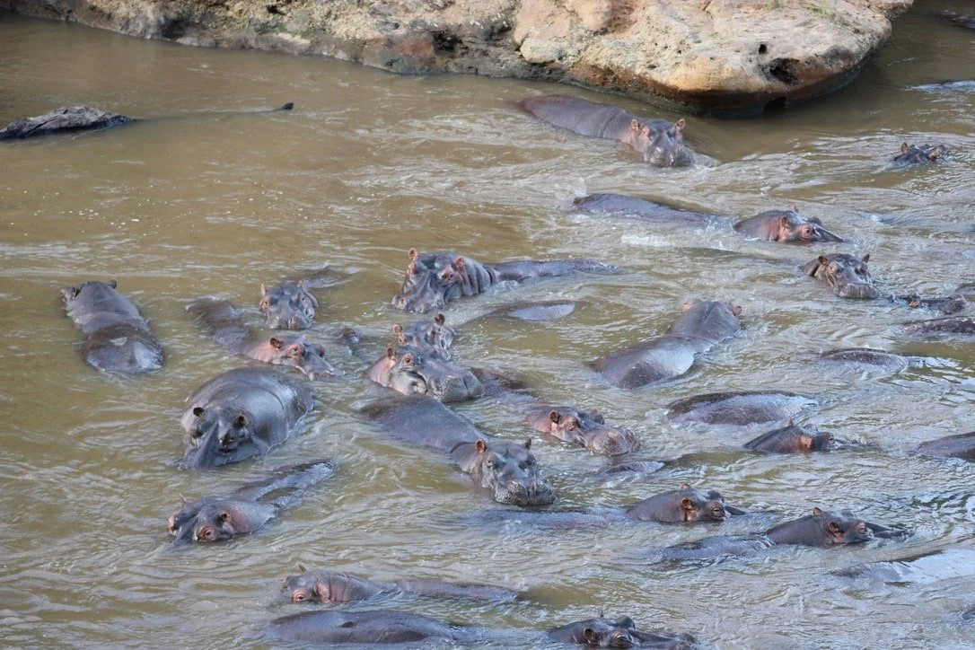 A large group of hippos partially submerged in a muddy river with rocks on the bank.