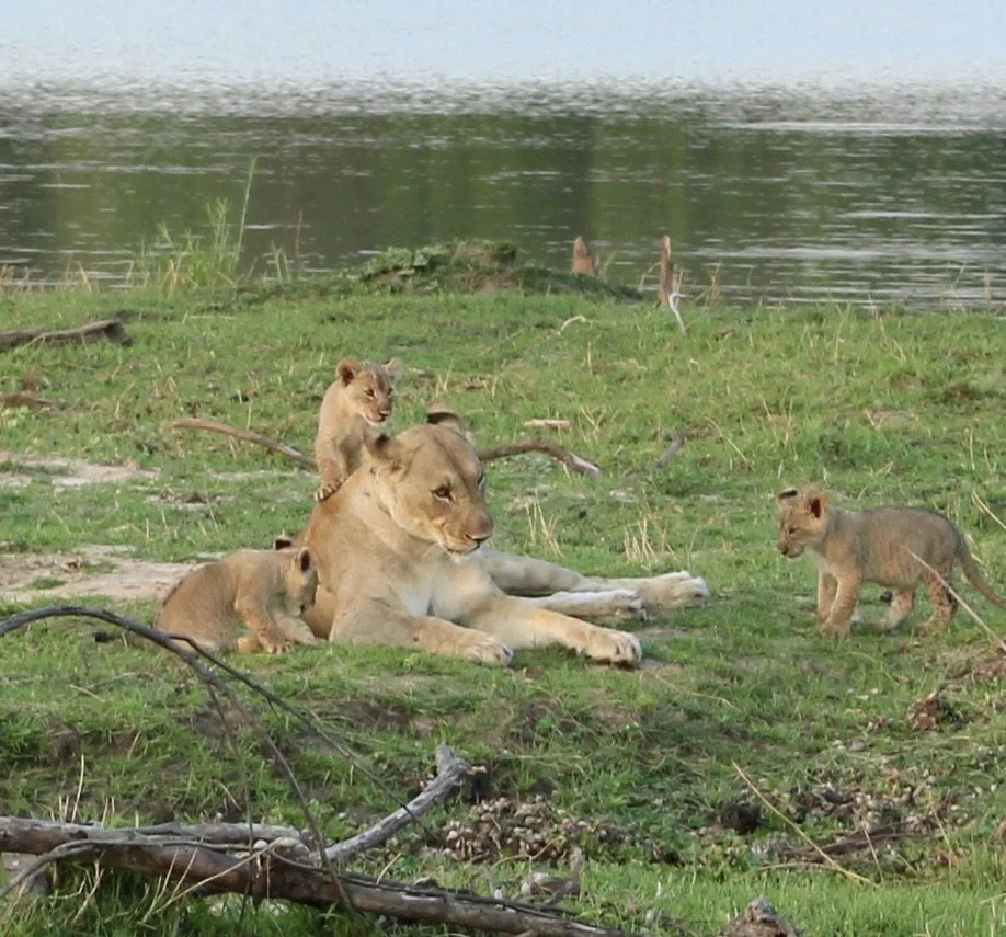 Three lion cubs resting on grass near a body of water, with one cub approaching another.