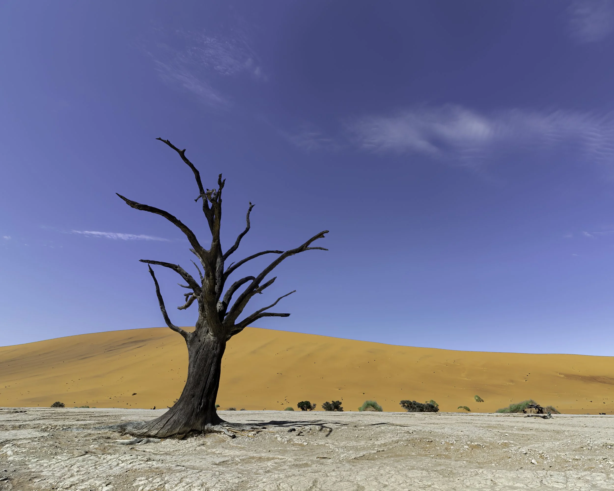 A lone, gnarled tree stands against the golden dunes of Namibia