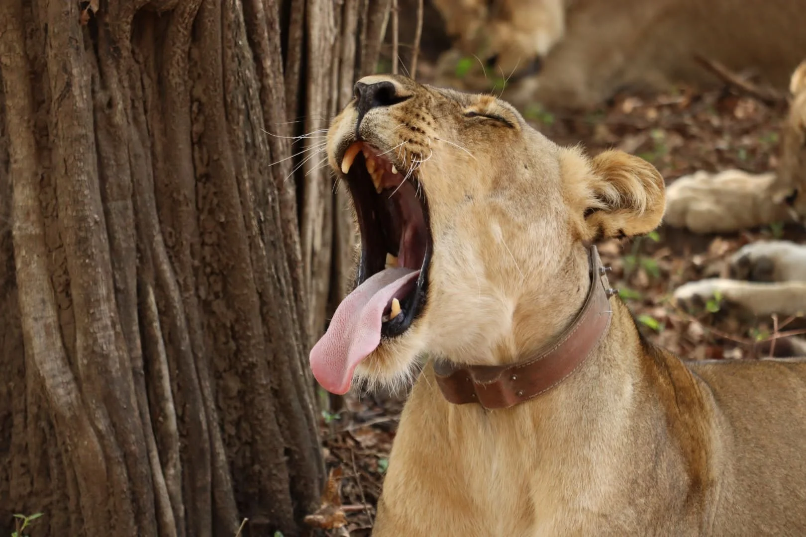 A lioness yawning with her tongue hanging out in a forested area.