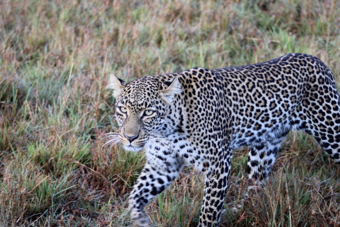 Leopard walking in African savanna during safari wildlife tour