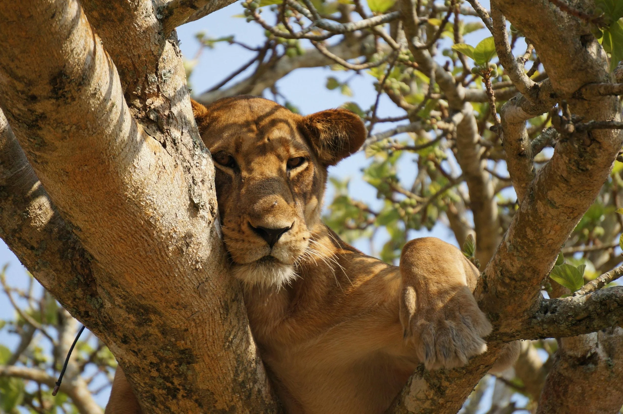 Uganda lion relaxes in a tree