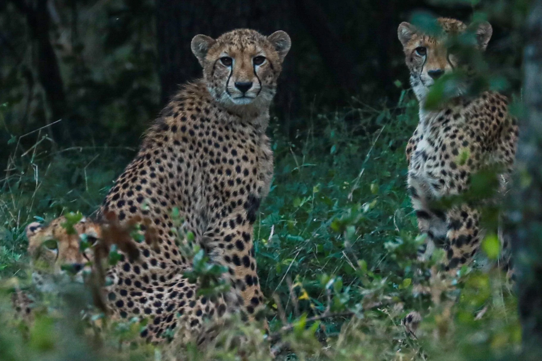Three cheetahs in a dense forest, with one sitting and two partially hidden among bushes, looking towards the camera.