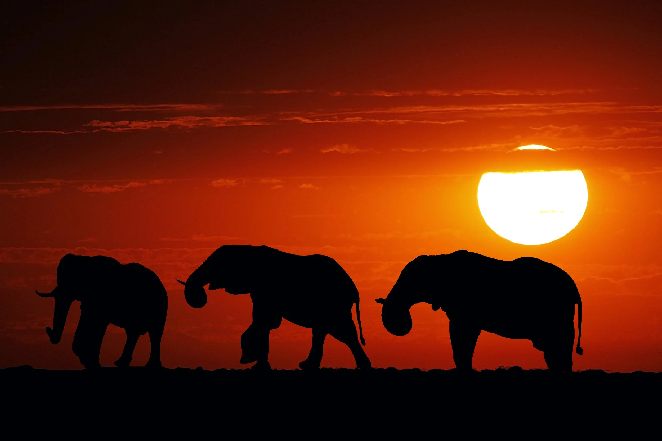 Elephants at sunset on safari