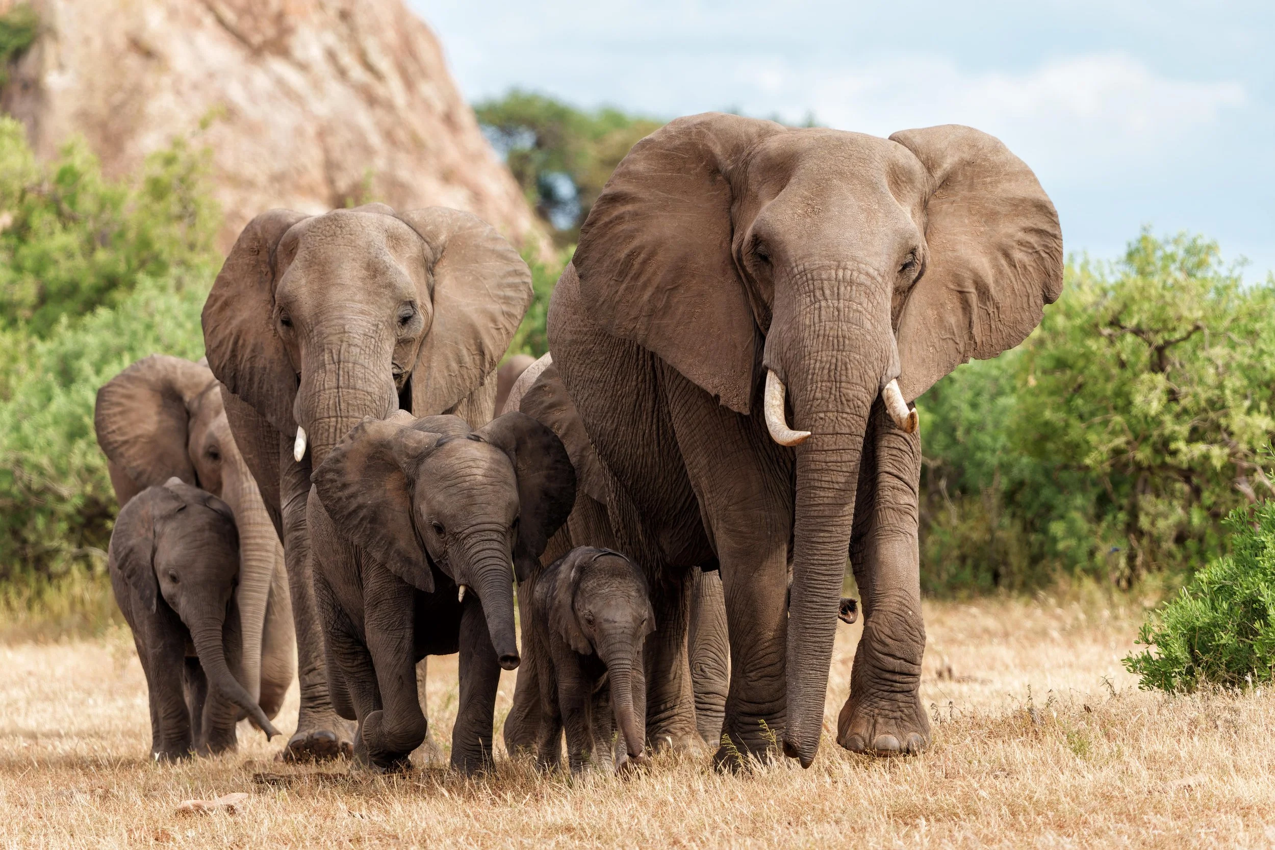 Herd of elephants on safari