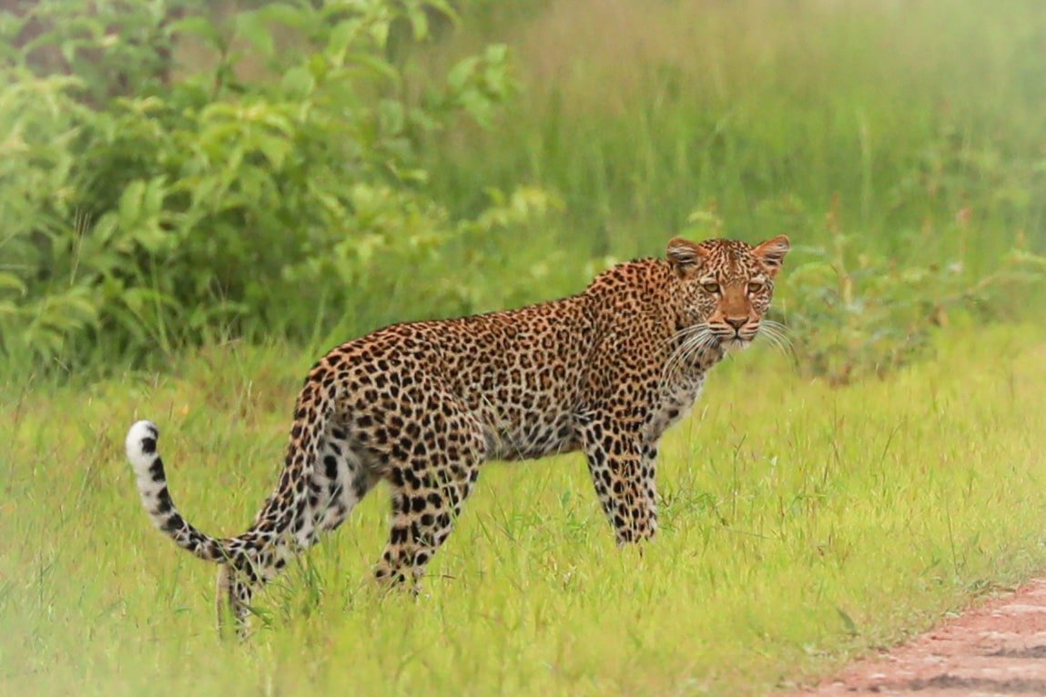 Leopard walking on grass in jungle setting