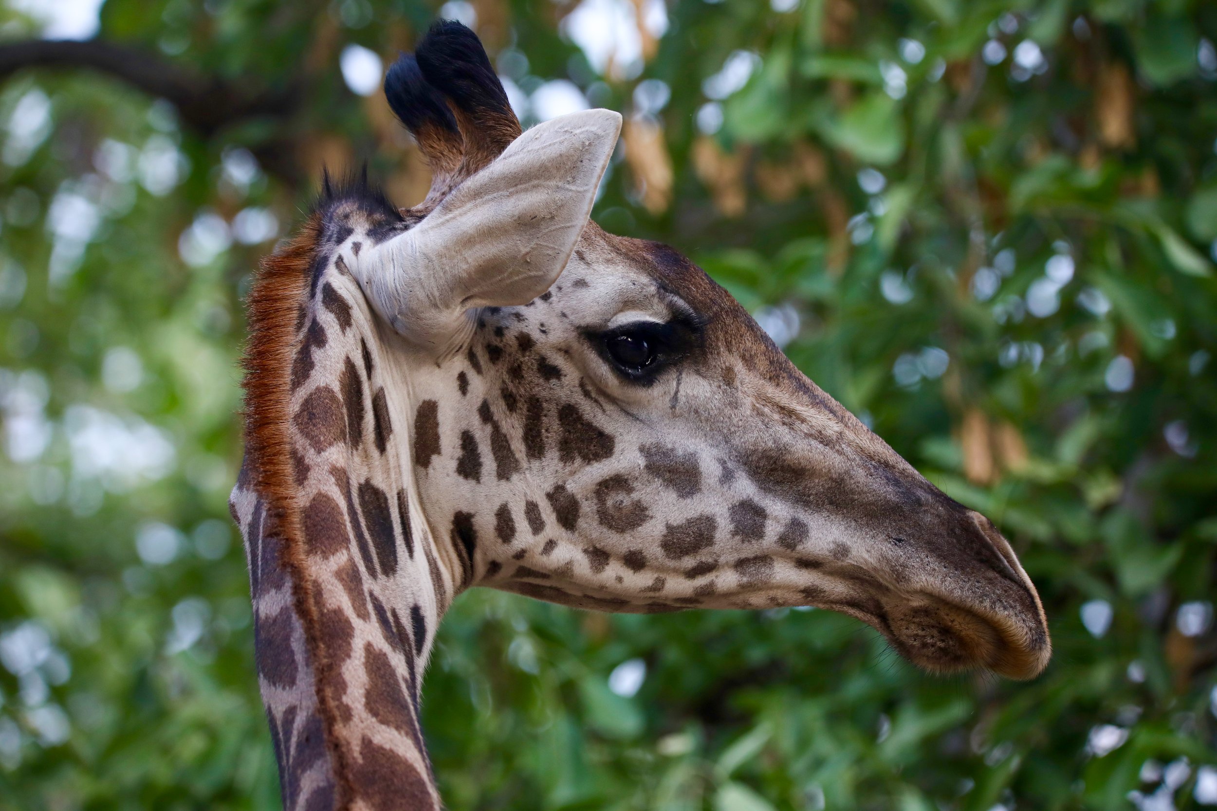 Close-up of a giraffe's head and neck with a background of green leaves.