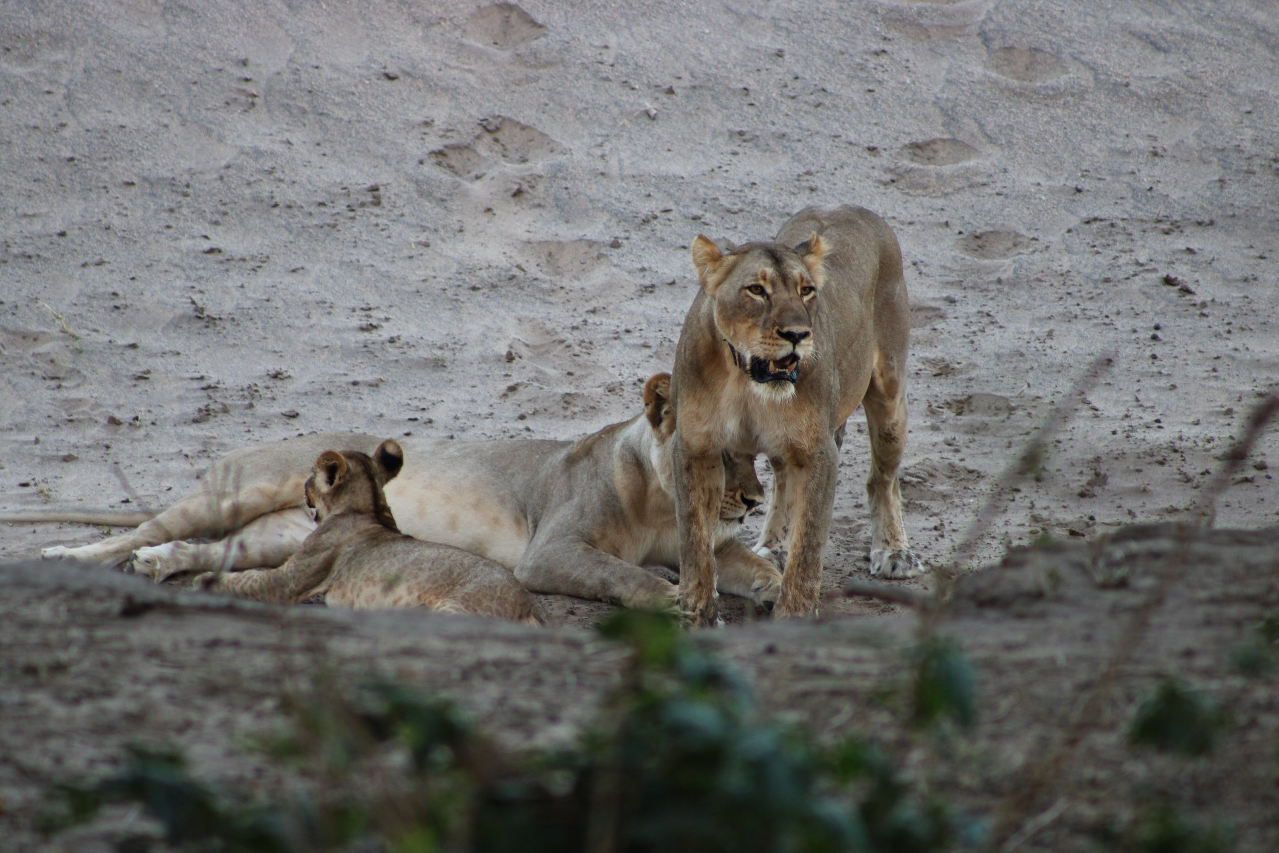 A pride of three lions resting on sandy ground, with one lion standing and two lying down.