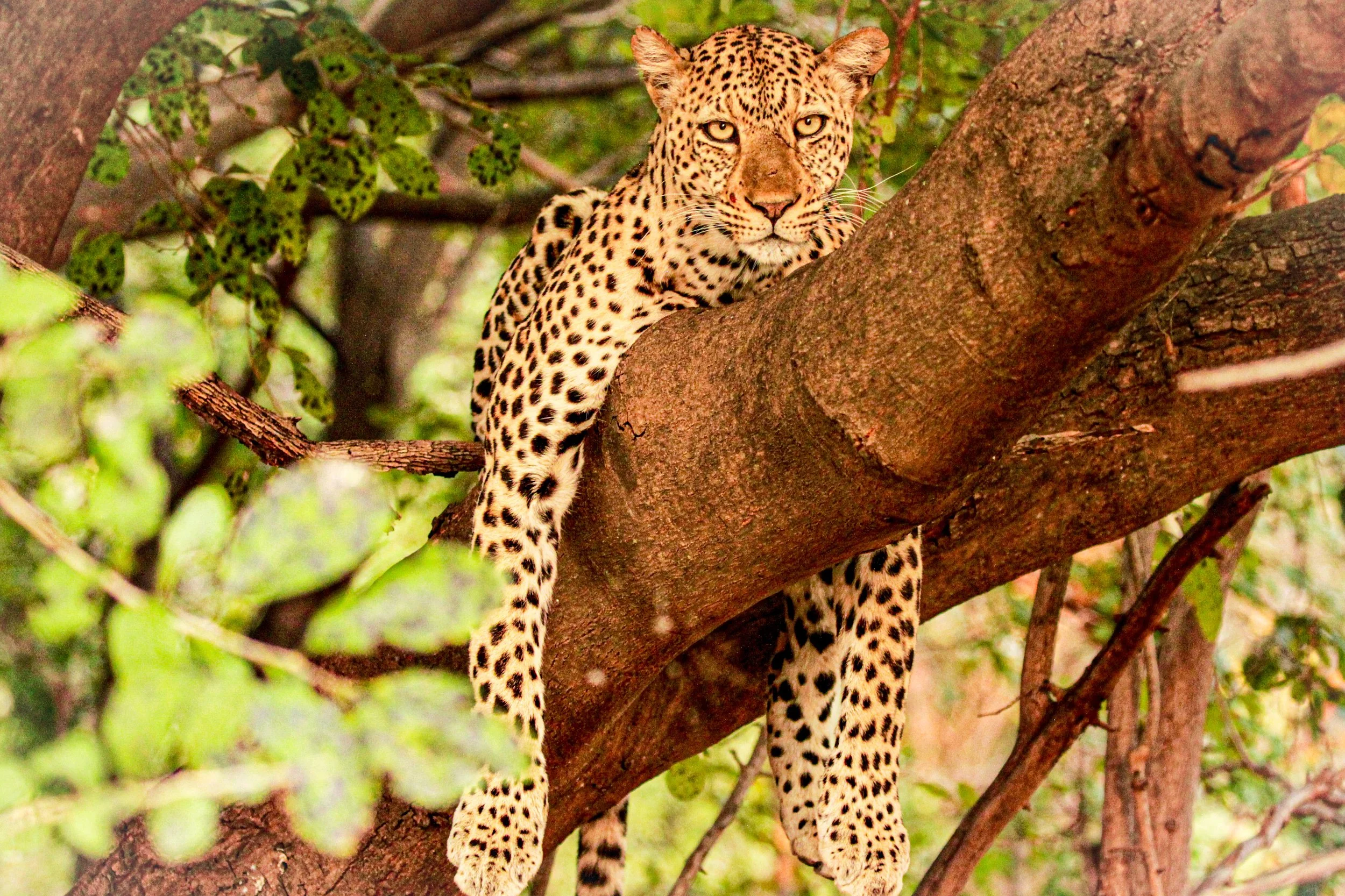 Leopard in Malawi