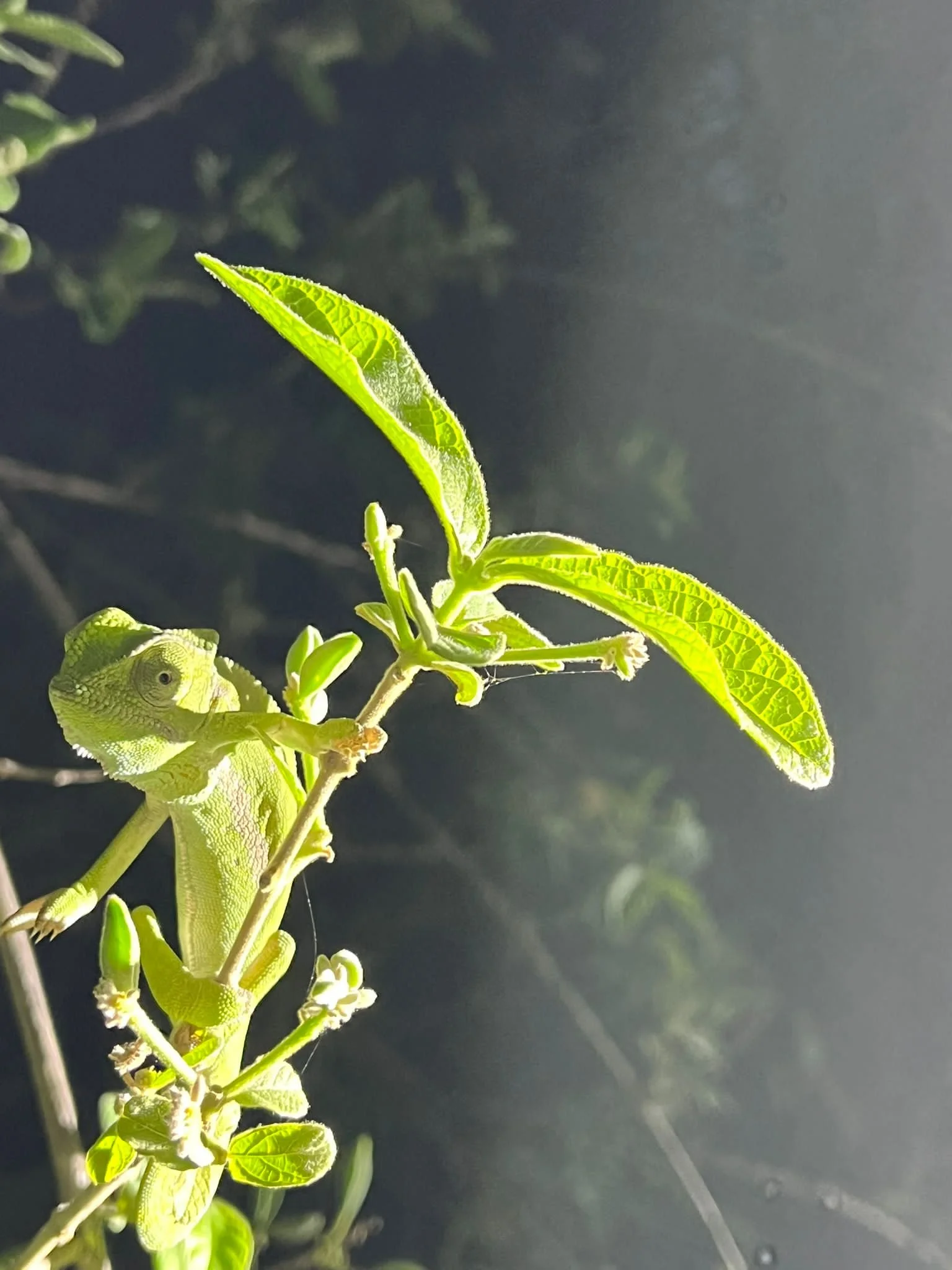A green chameleon blending with green leaves on a plant, with sunlight illuminating the leaves and highlighting the chameleon's textured skin.