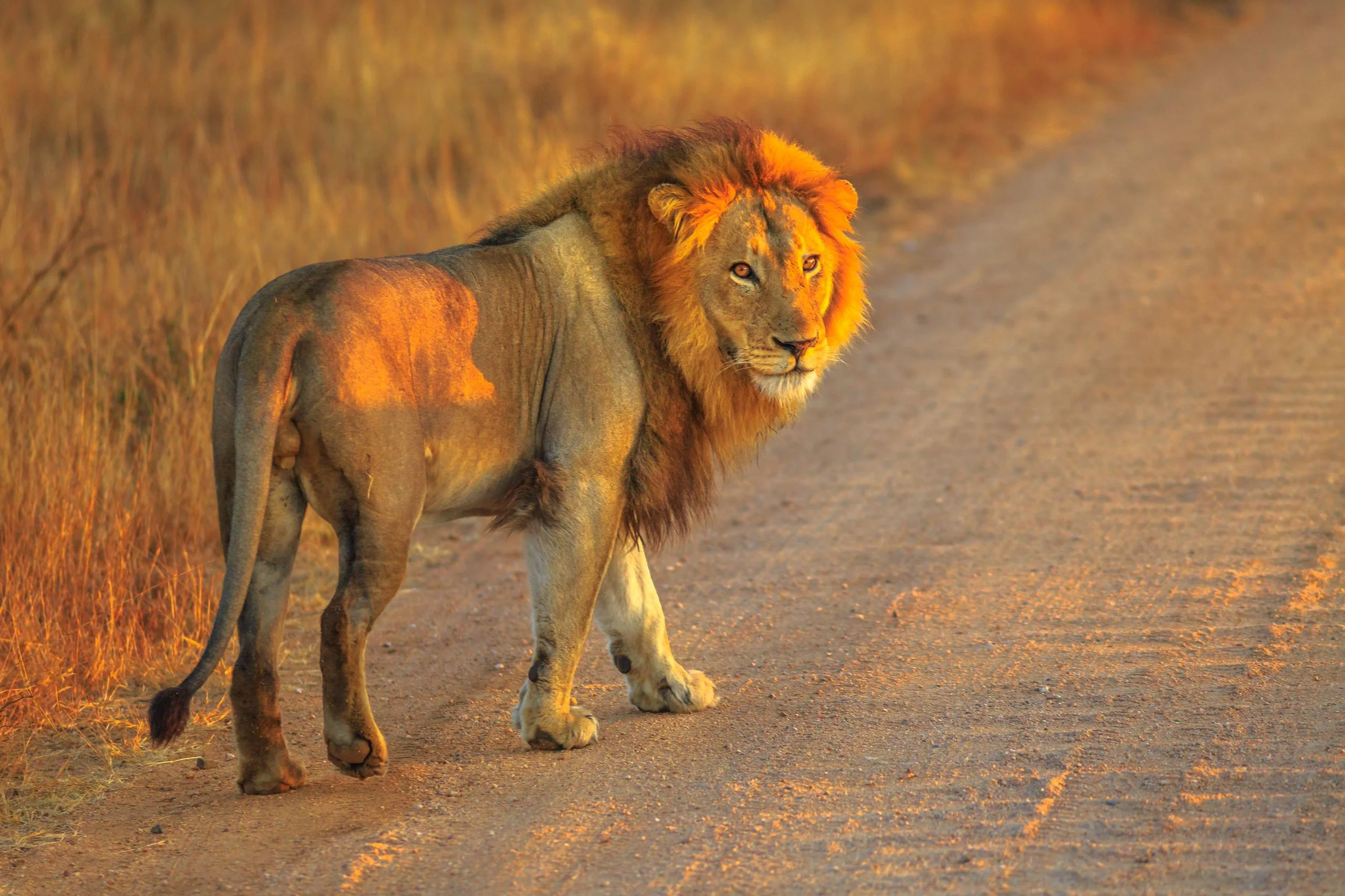 A lion walking on a dirt road in a savannah landscape during sunset.