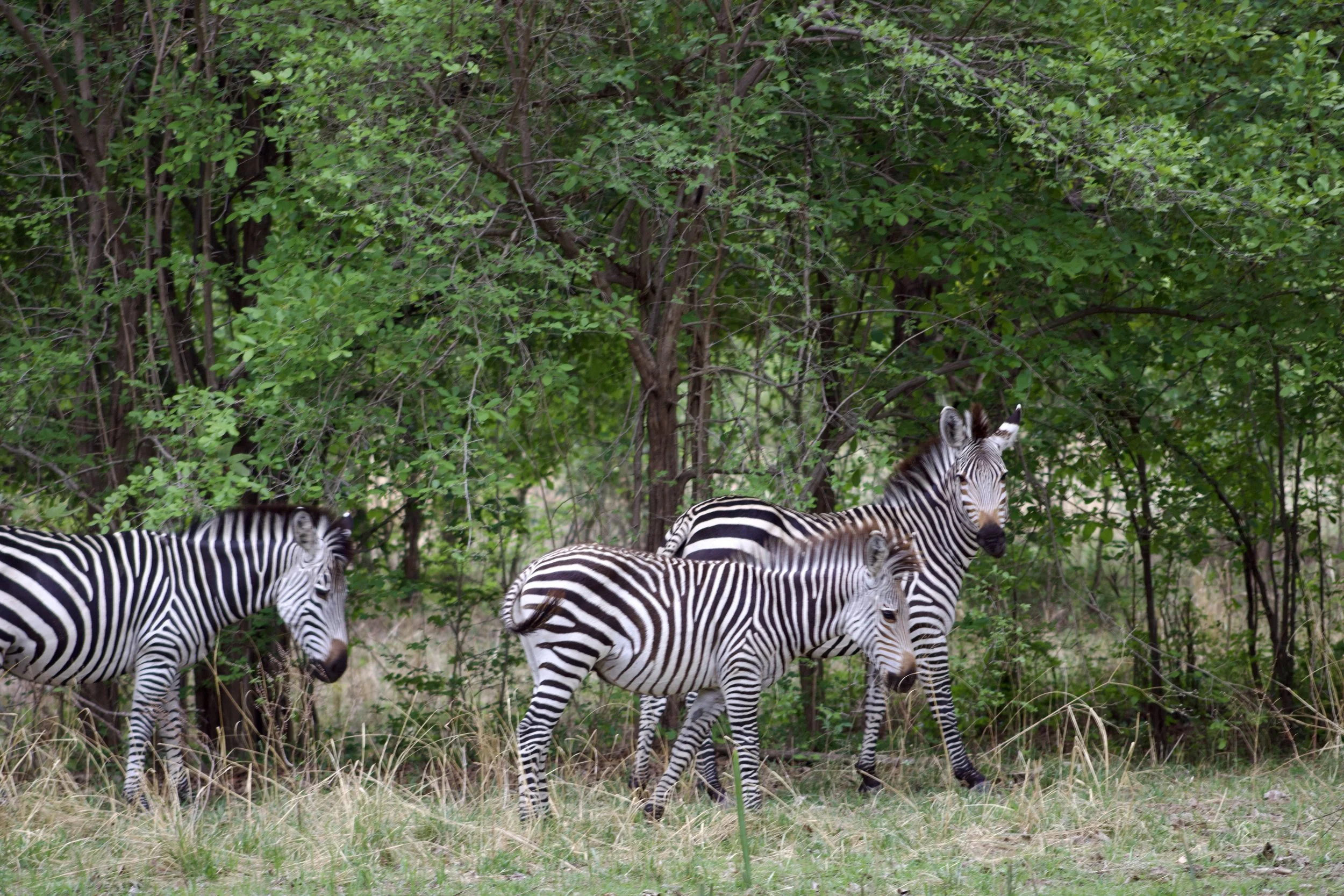 Group of three zebras grazing in a grassy area with green trees in the background.