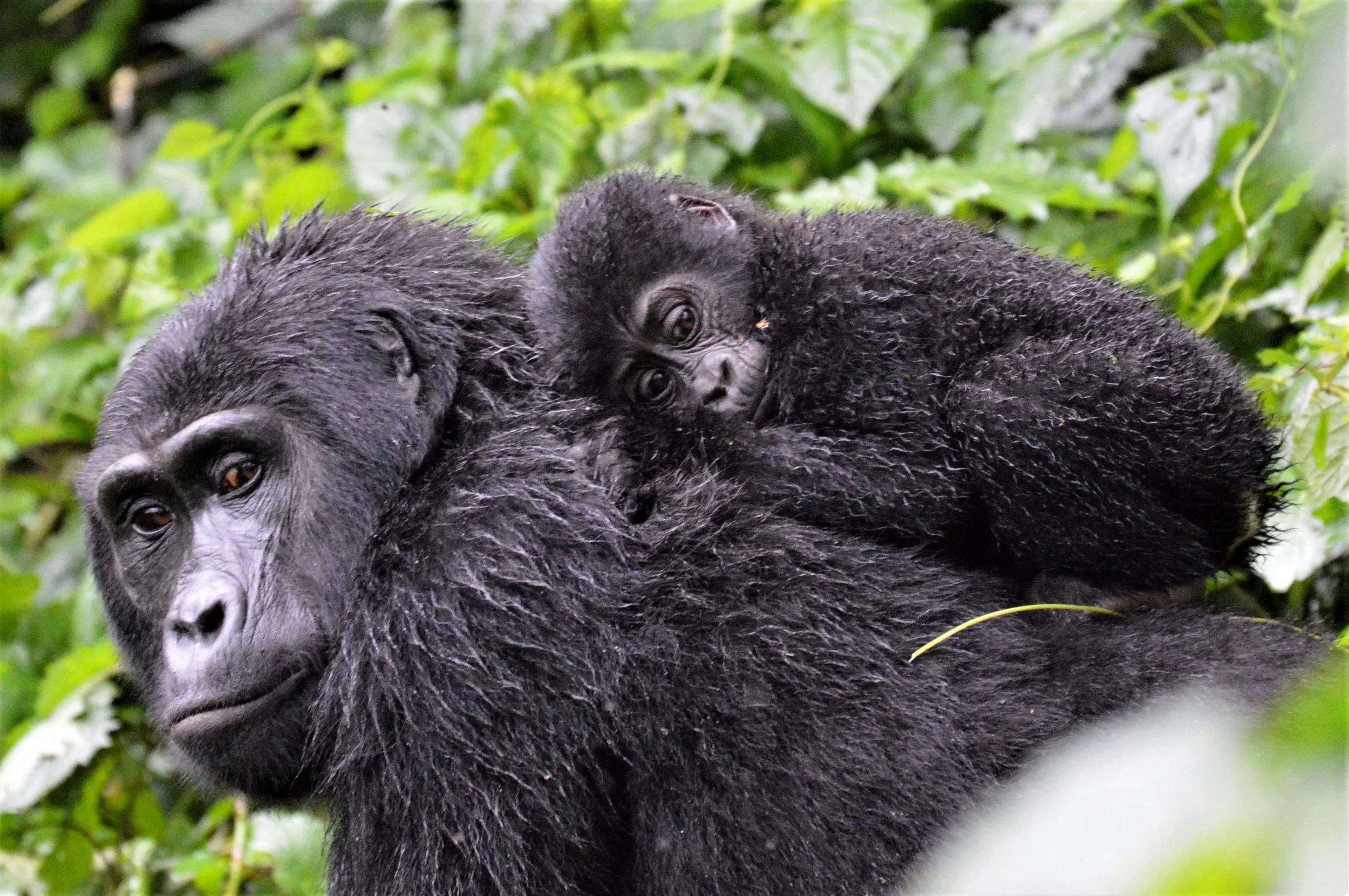 A mother gorilla carrying her baby on her back in a lush green jungle setting.