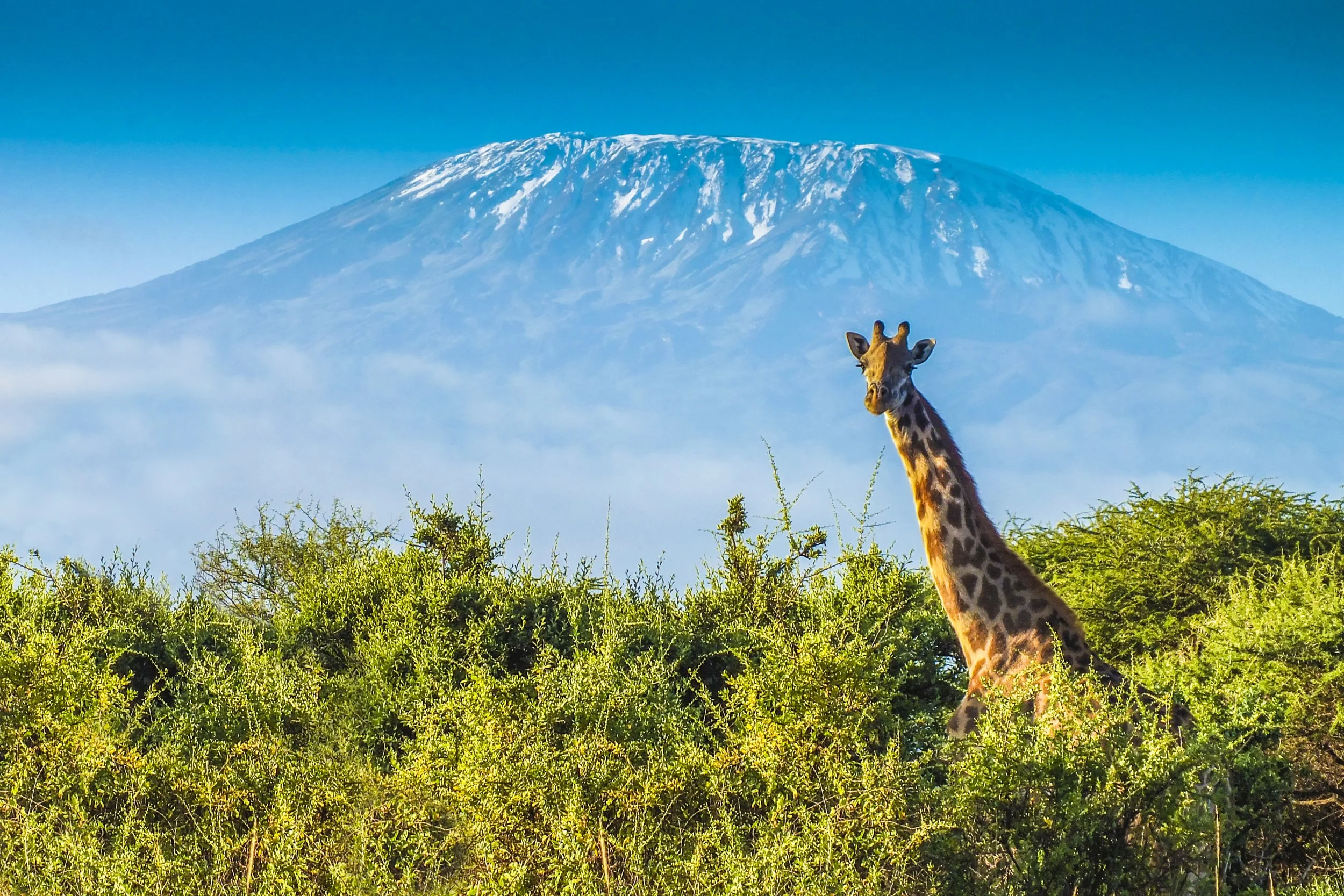 A giraffe standing in green bushes with a snow-capped mountain in the background under a blue sky.