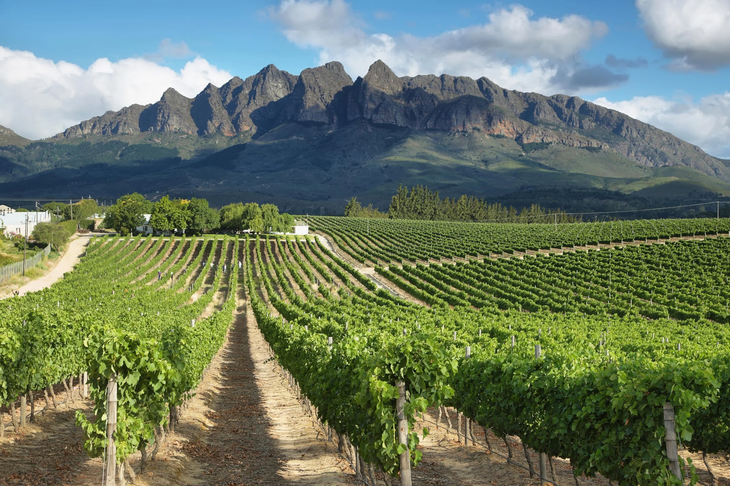 Vineyard with rows of grapevines in front of mountains under a partly cloudy sky.