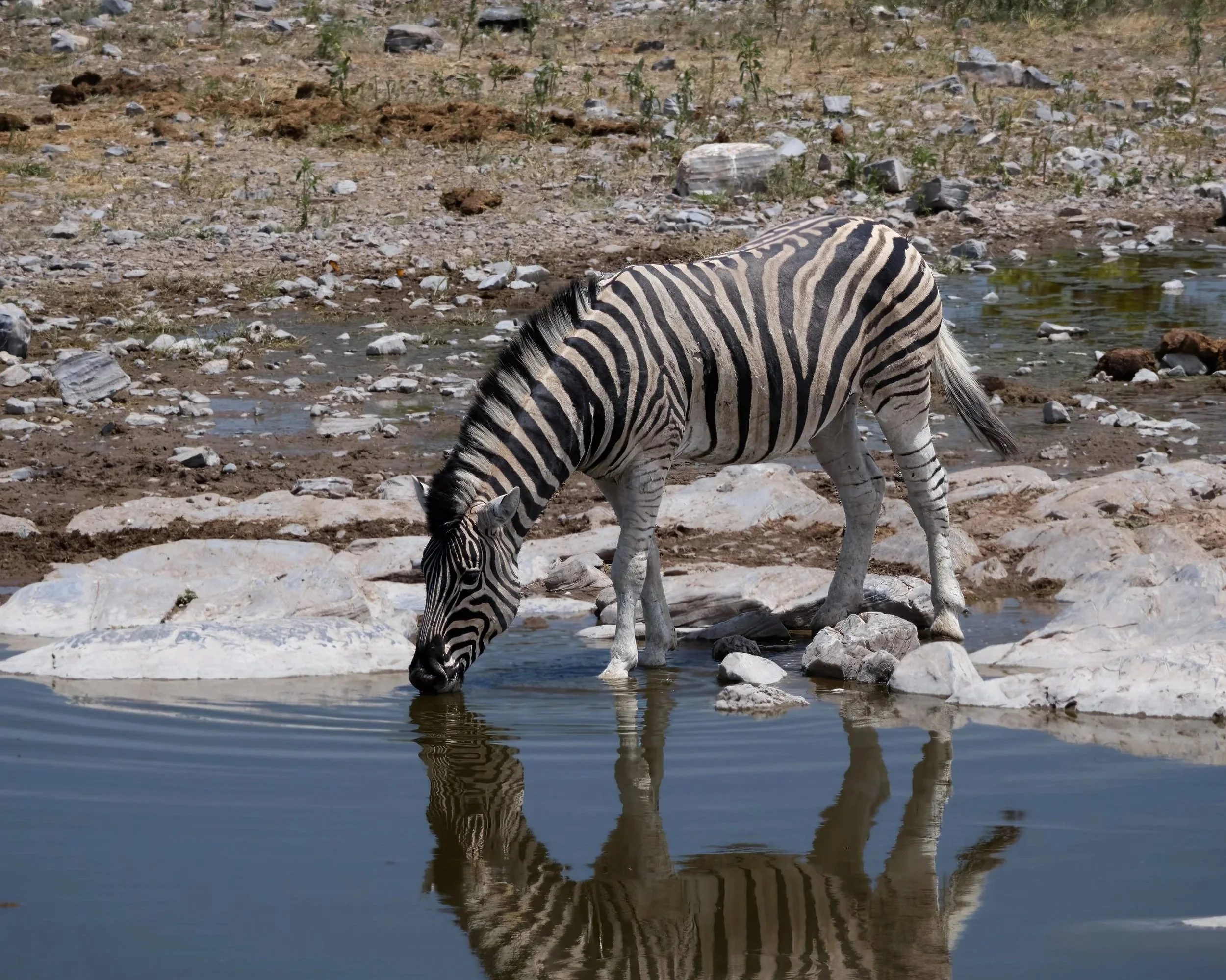 Reflection of zebra at waterhole
