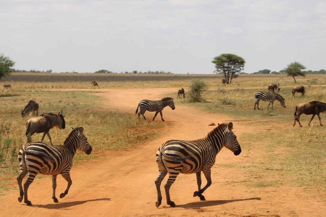 A day in the life: On Safari