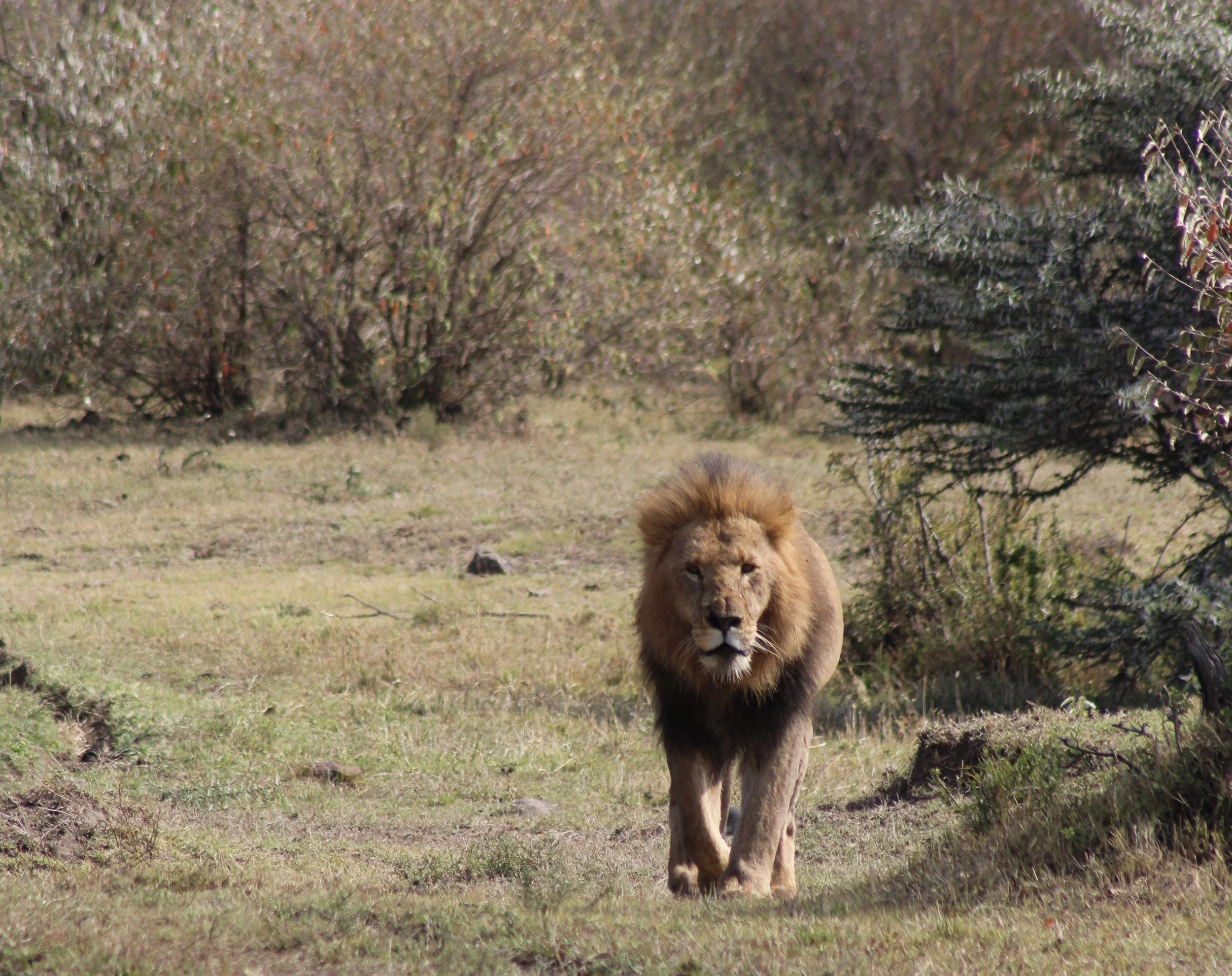 If you go down to the wild today you’re sure of a big surprise…