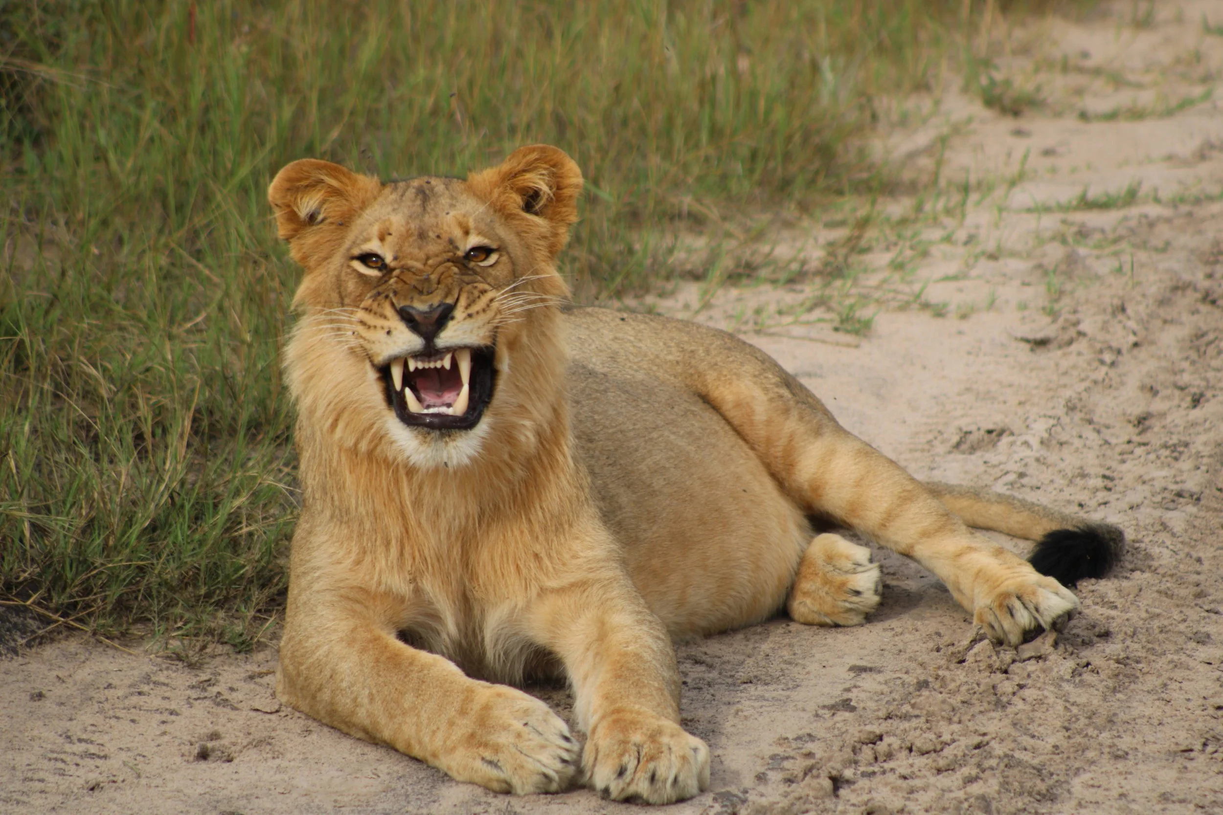 what I wish I had known before my first safari