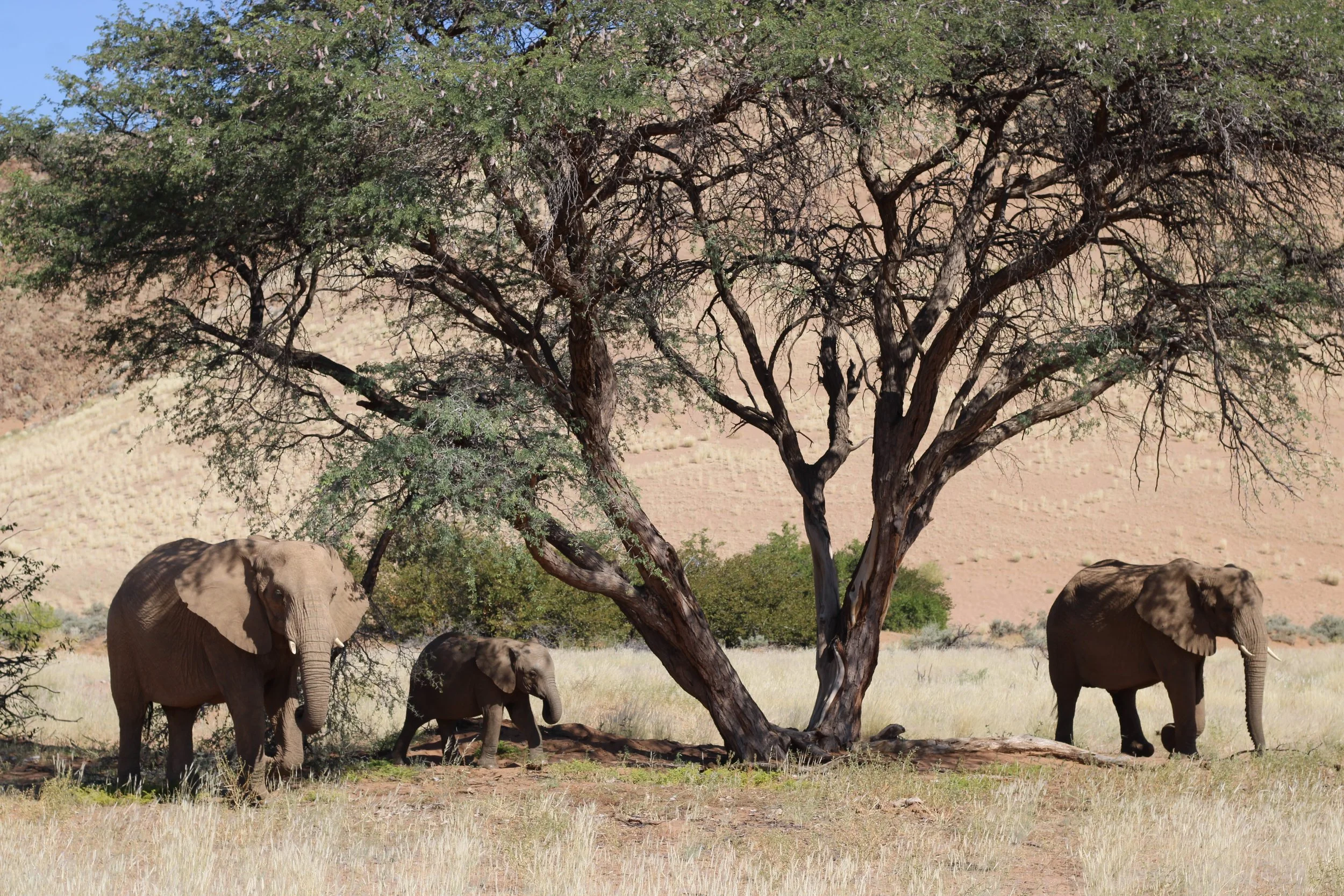 Which is the best safari country? (not the question you should be asking)