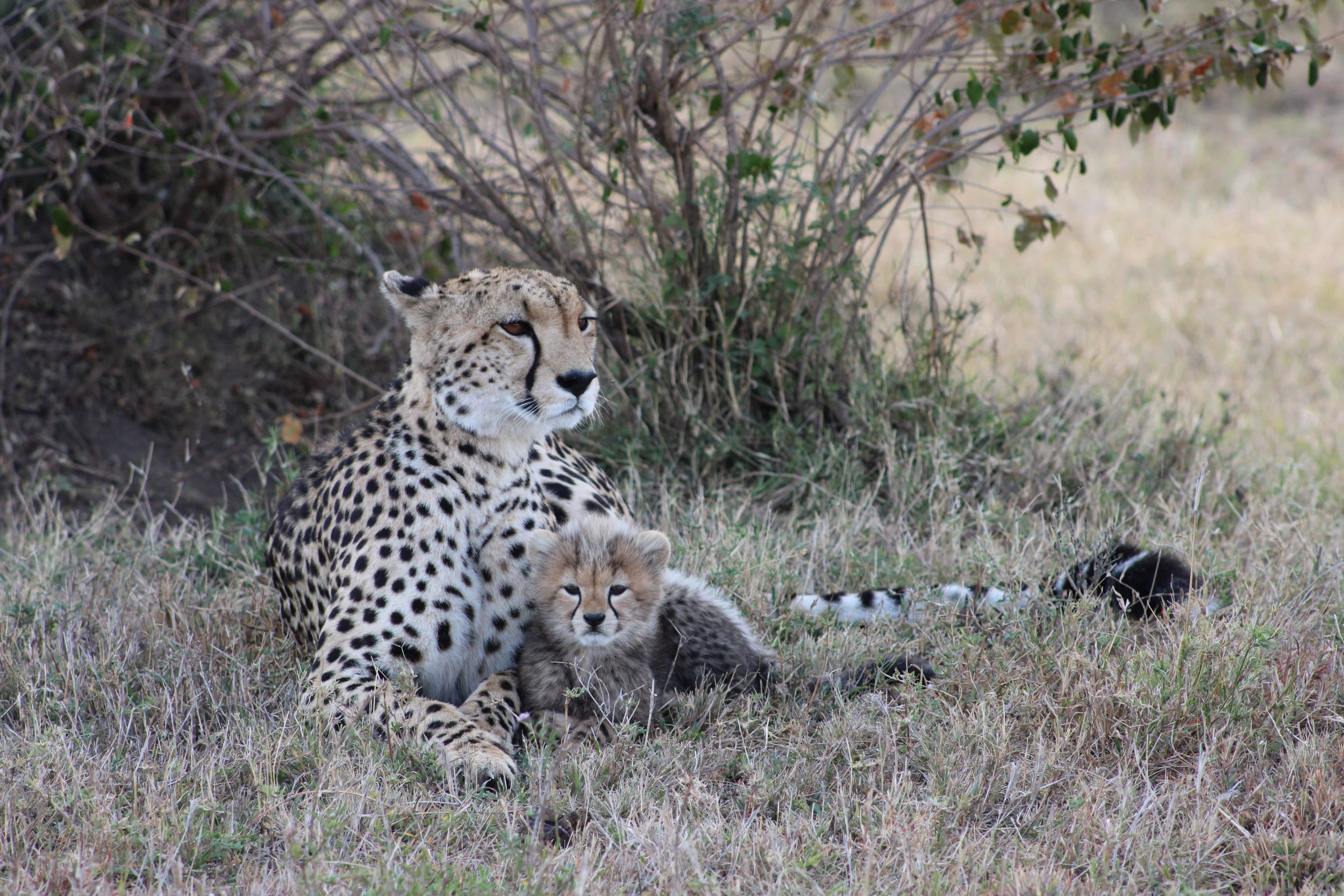 A cheetah and a young cub lying in the grass near bushes in a natural habitat.