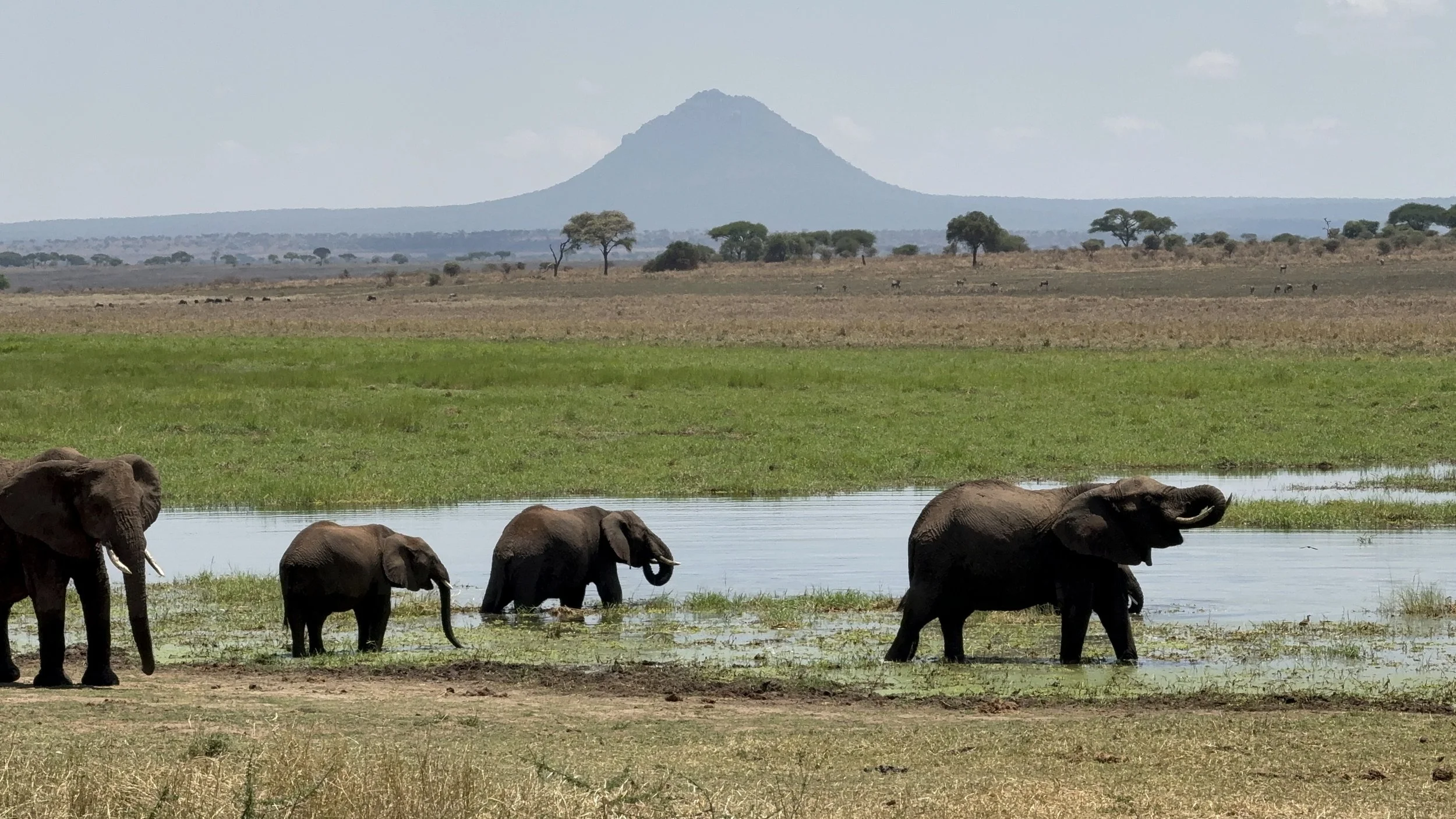 A herd of elephants gathers at a watering hole in Tanzania’s vast savanna