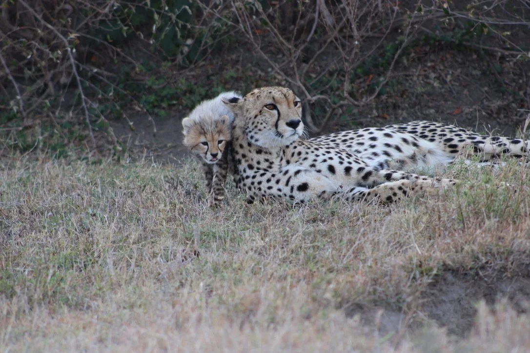 Leopard with cub during an African safari wildlife encounter
