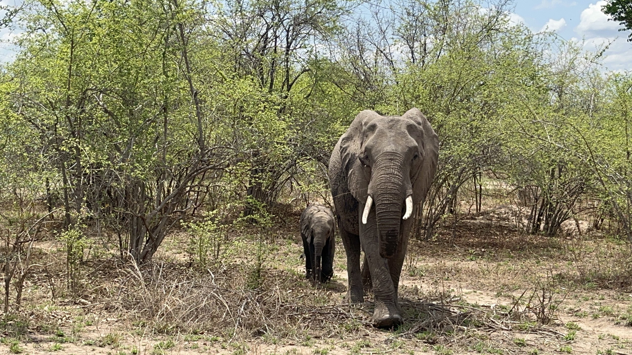 Two elephants walking in a grassy, bushy area with green trees and a partly cloudy sky in the background.