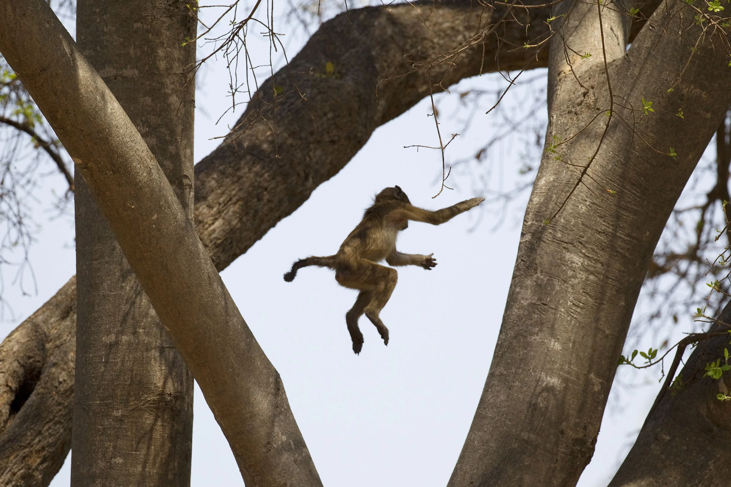 A monkey is mid-air jumping between tree branches in a clear sky setting.