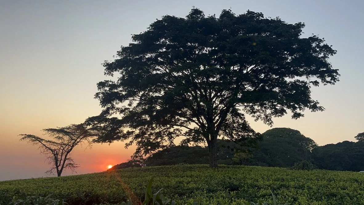 A landscape with a large tree in the foreground, smaller trees in the background, and the sun setting on the horizon.