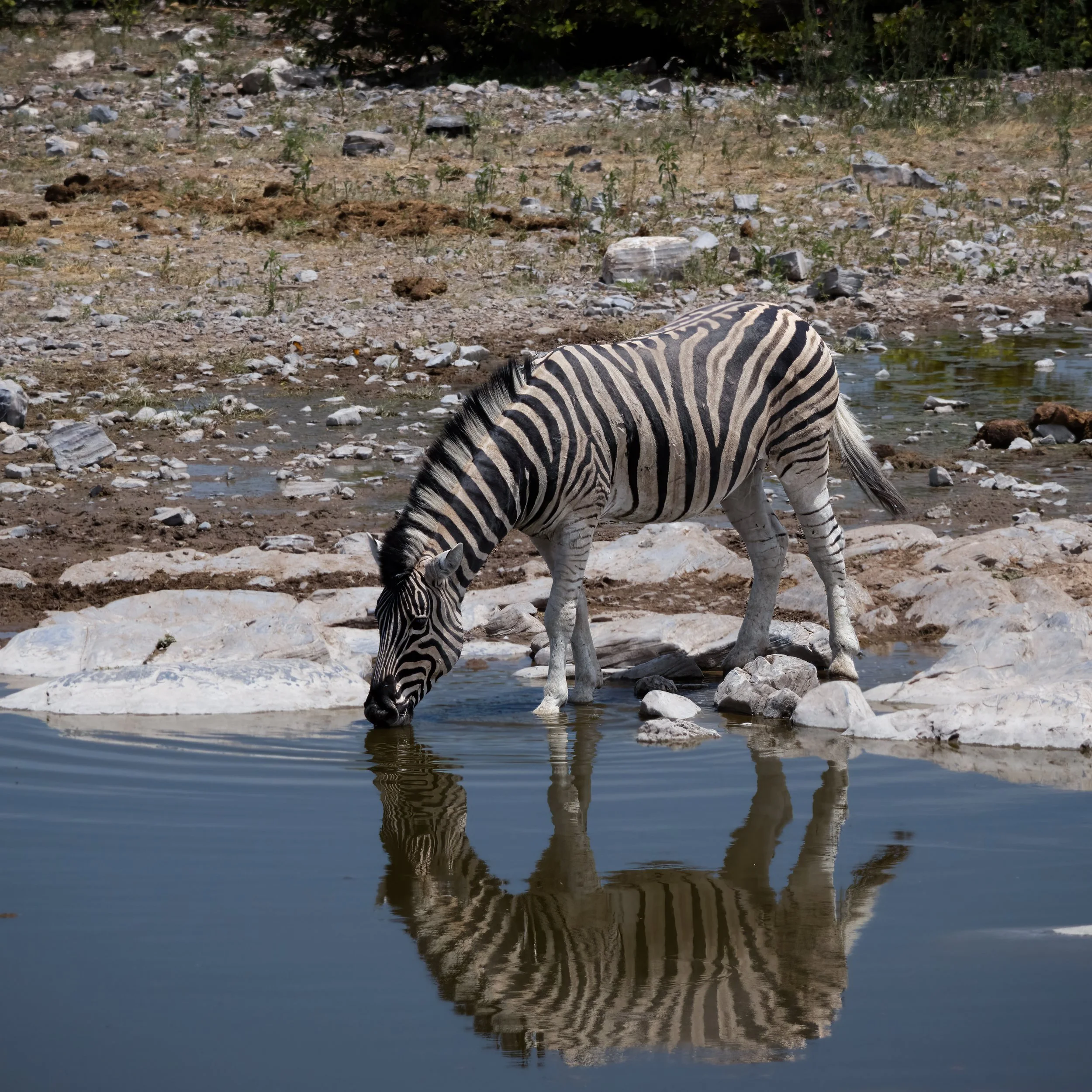 Plains zebra drinking from a waterhole in an African safari reserve