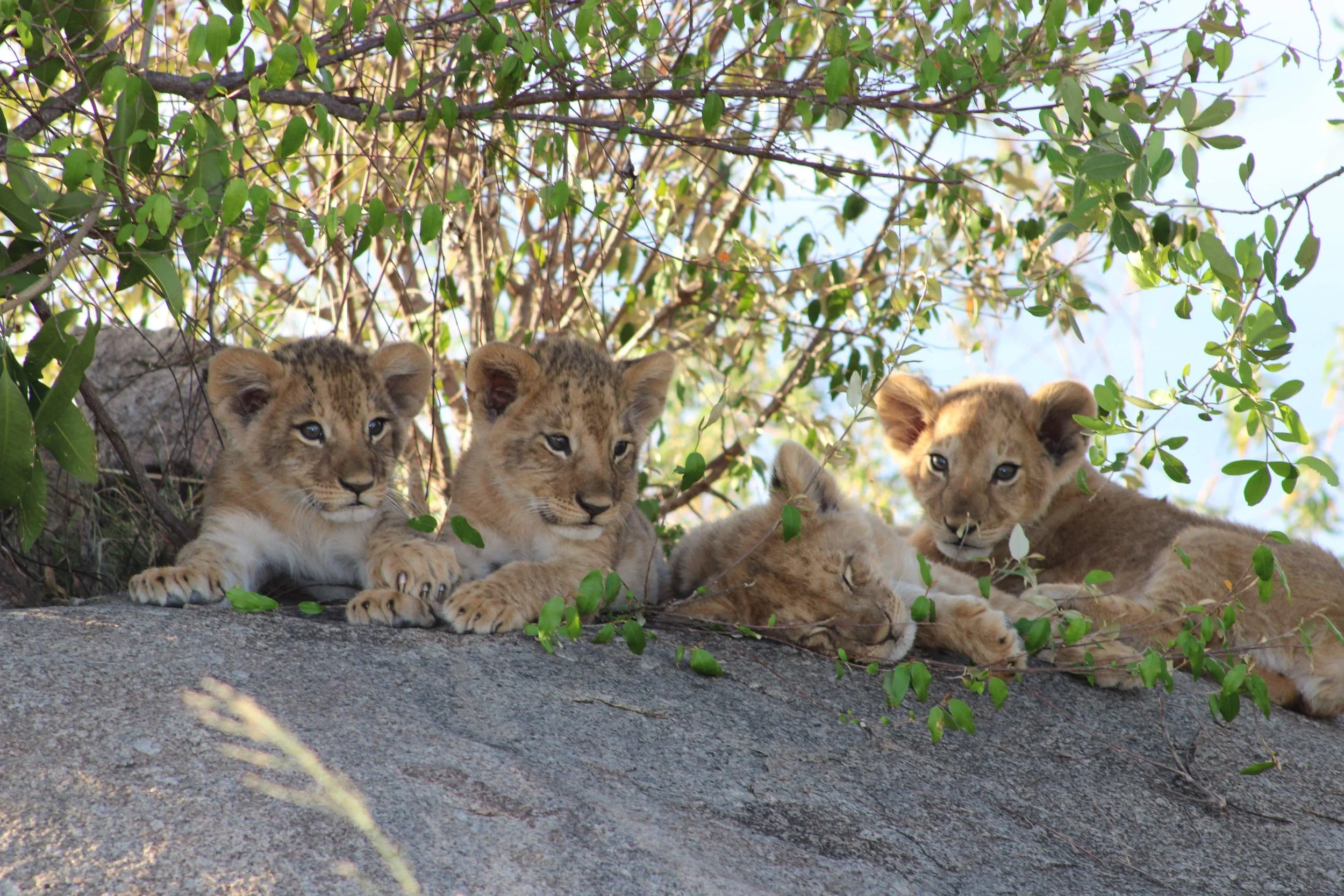 Lion cubs sitting on a rock on an African safari