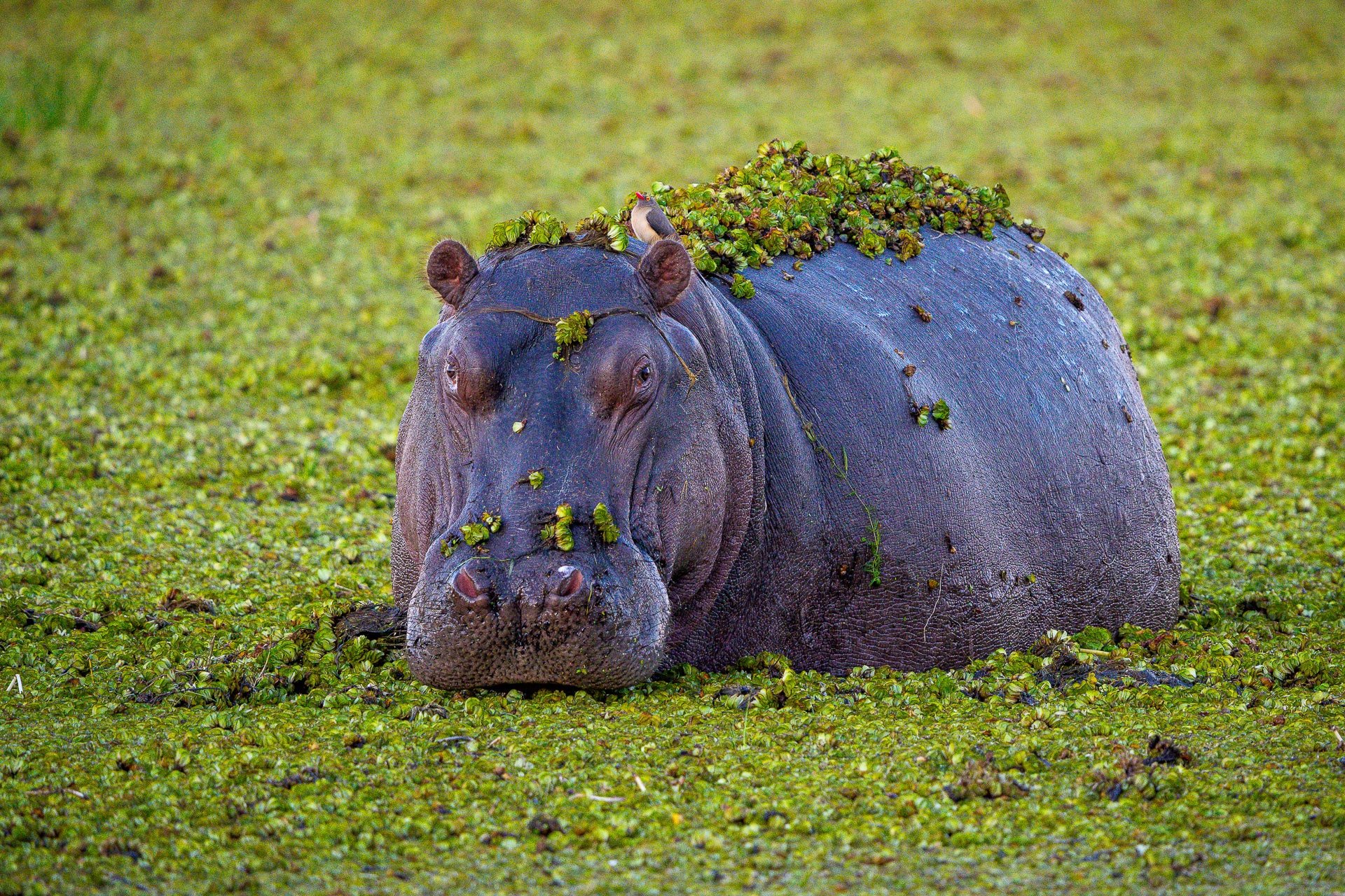 A hippopotamus partially submerged in water covered with green duckweed, with a small bird perched on its back and a few green plants on its head.