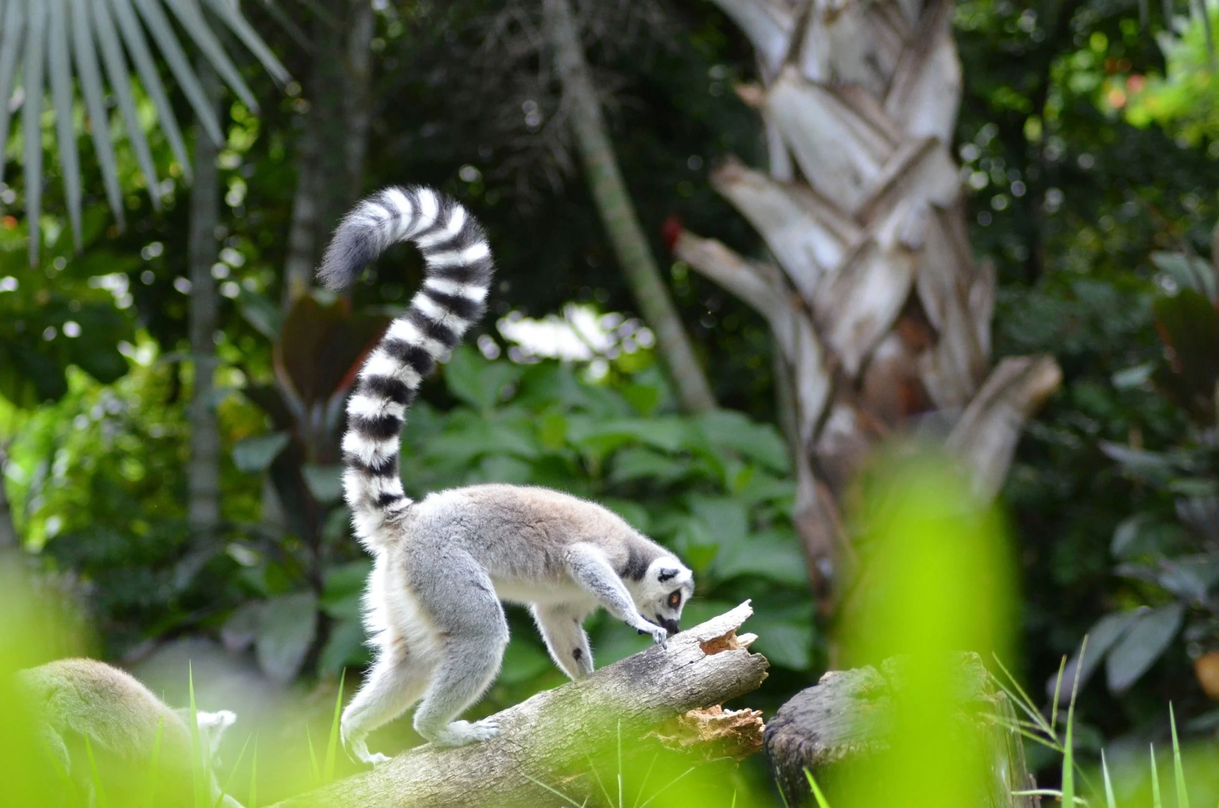 Ring‑tailed lemur sitting on a tree branch in a Madagascan wildlife reserve.