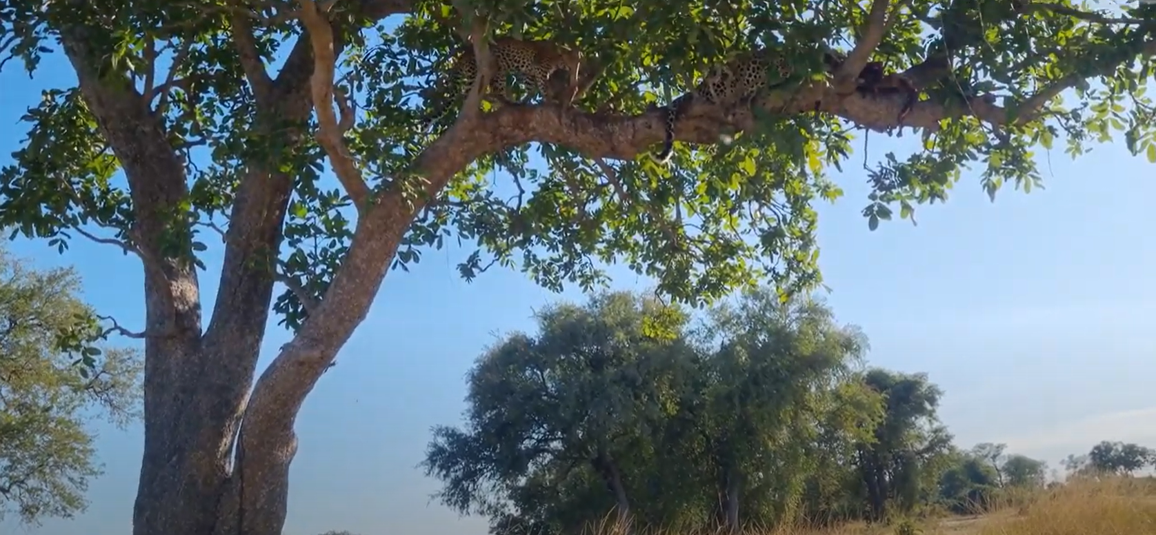 Two leopards rest gracefully on a sunlit tree branch in Zambia’s wild savanna