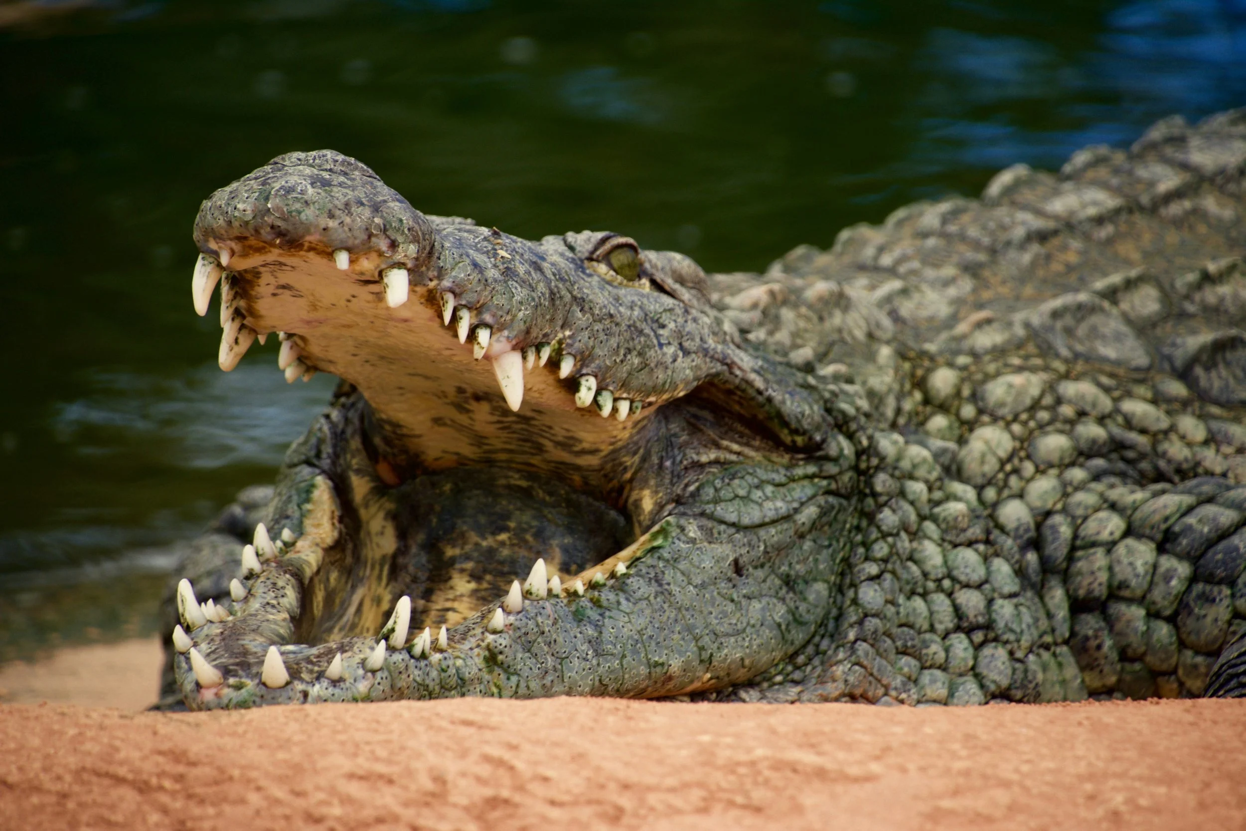 Nile crocodile basking on the riverbank in an African wildlife reserve