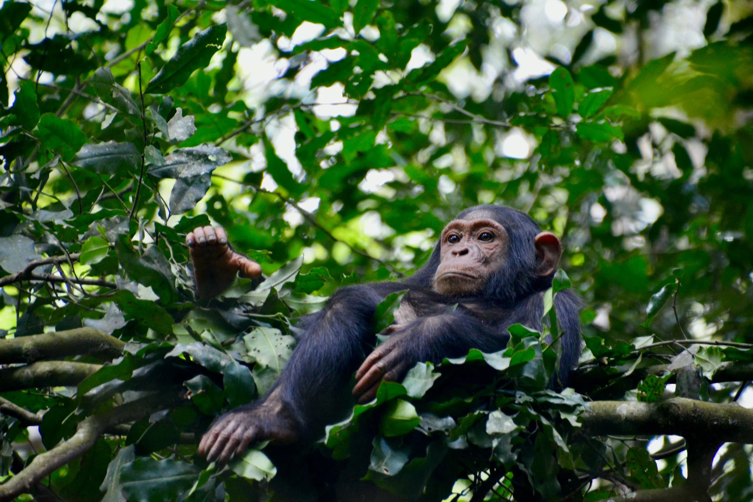 Wild chimpanzee perched in a tree in an African rainforest reserve.