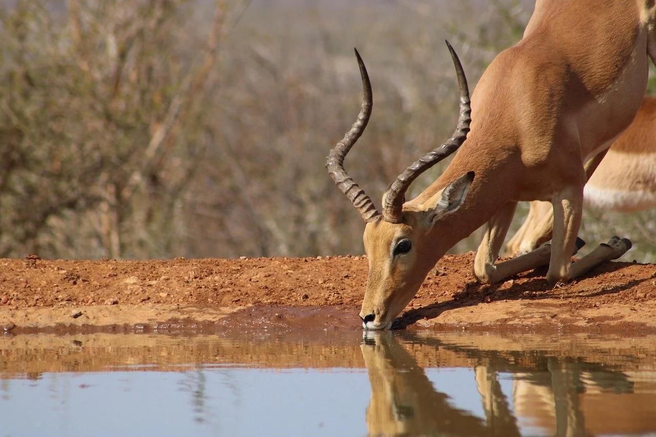 Antelope drinks from a quiet waterhole in South Africa’s arid wilderness