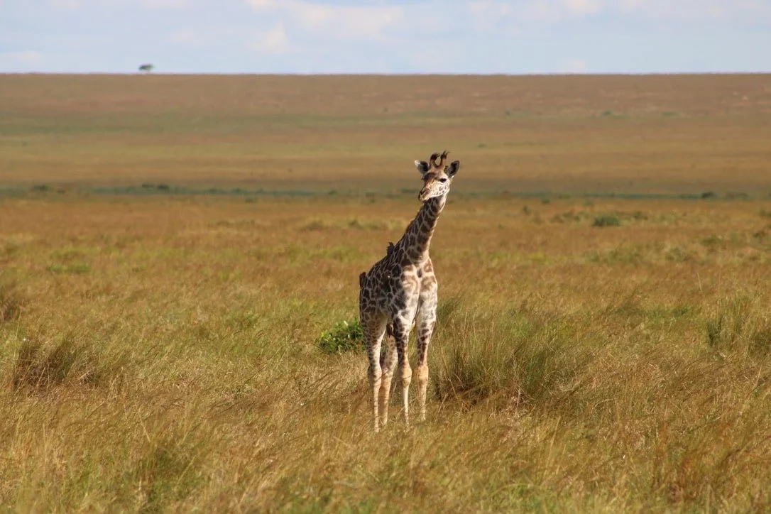A young giraffe standing in a grassy plain with a distant horizon and a few trees in the background.