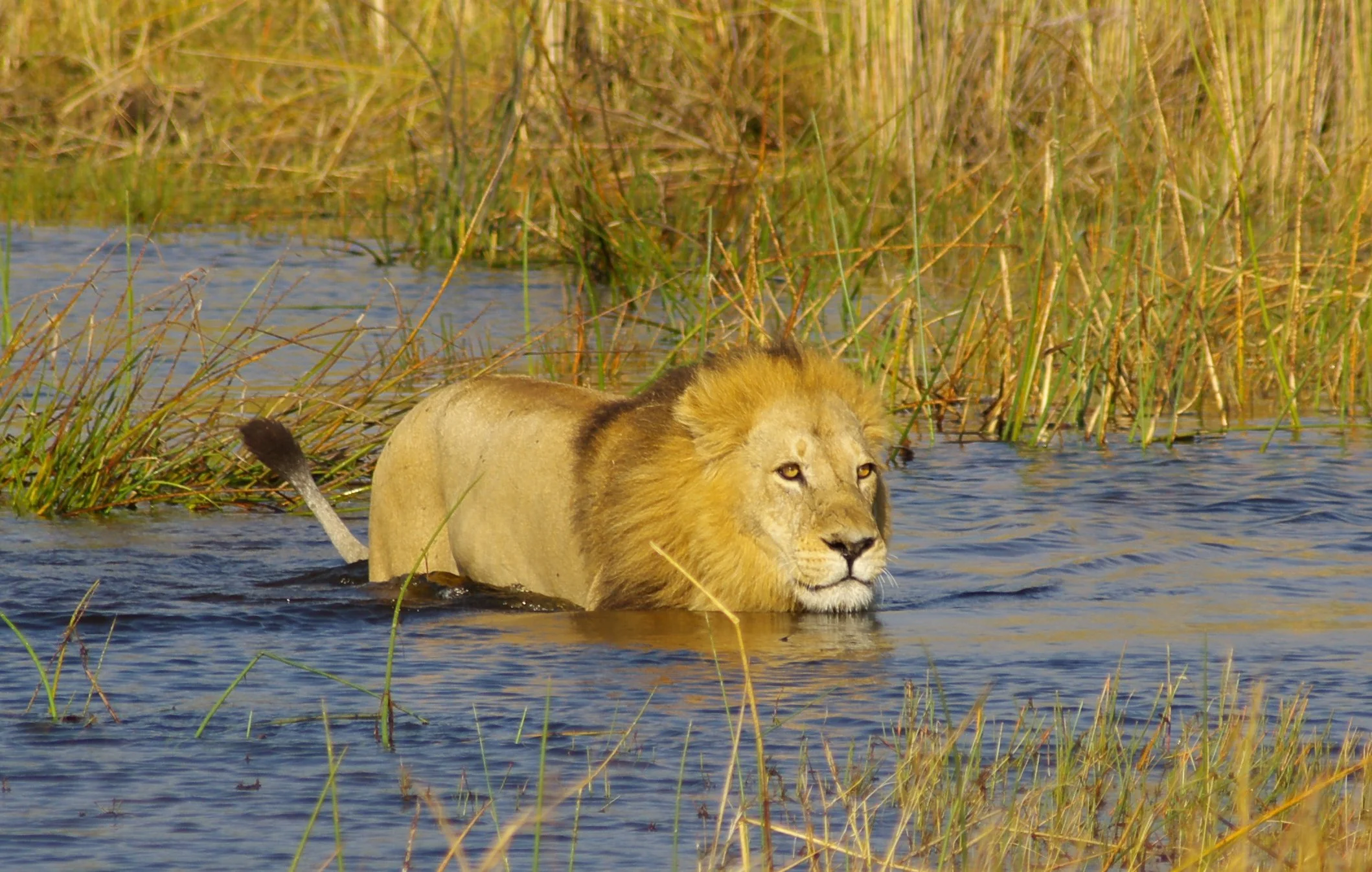 A lion walking through a shallow body of water surrounded by tall grasses.
