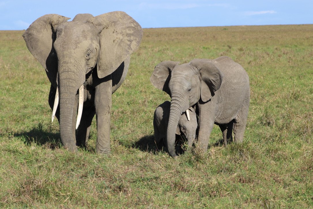 Elephant herd with calves roaming through an African safari reserve