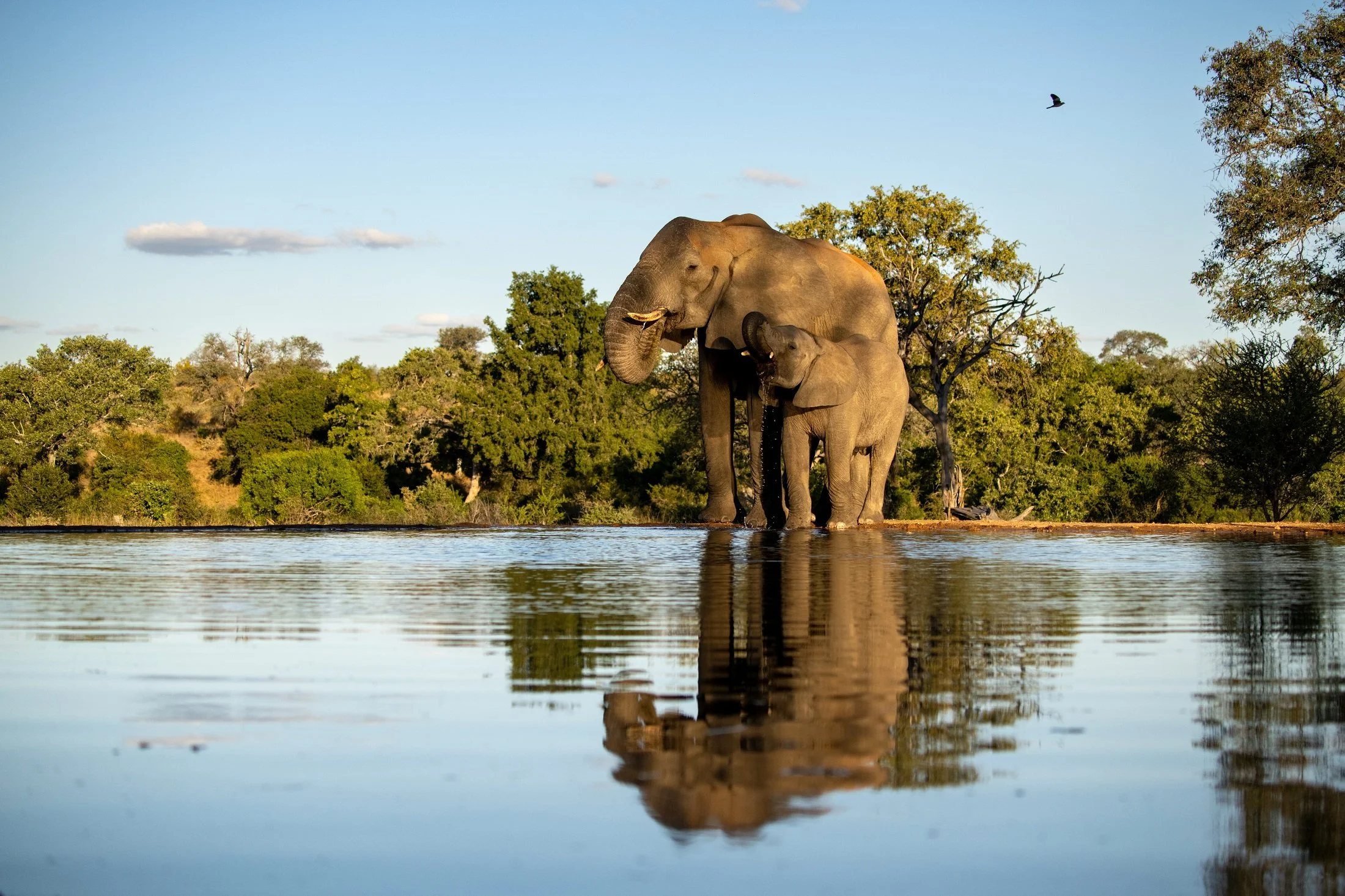 An adult elephant and a young elephant standing at the edge of a body of water, with lush green trees and a blue sky in the background.
