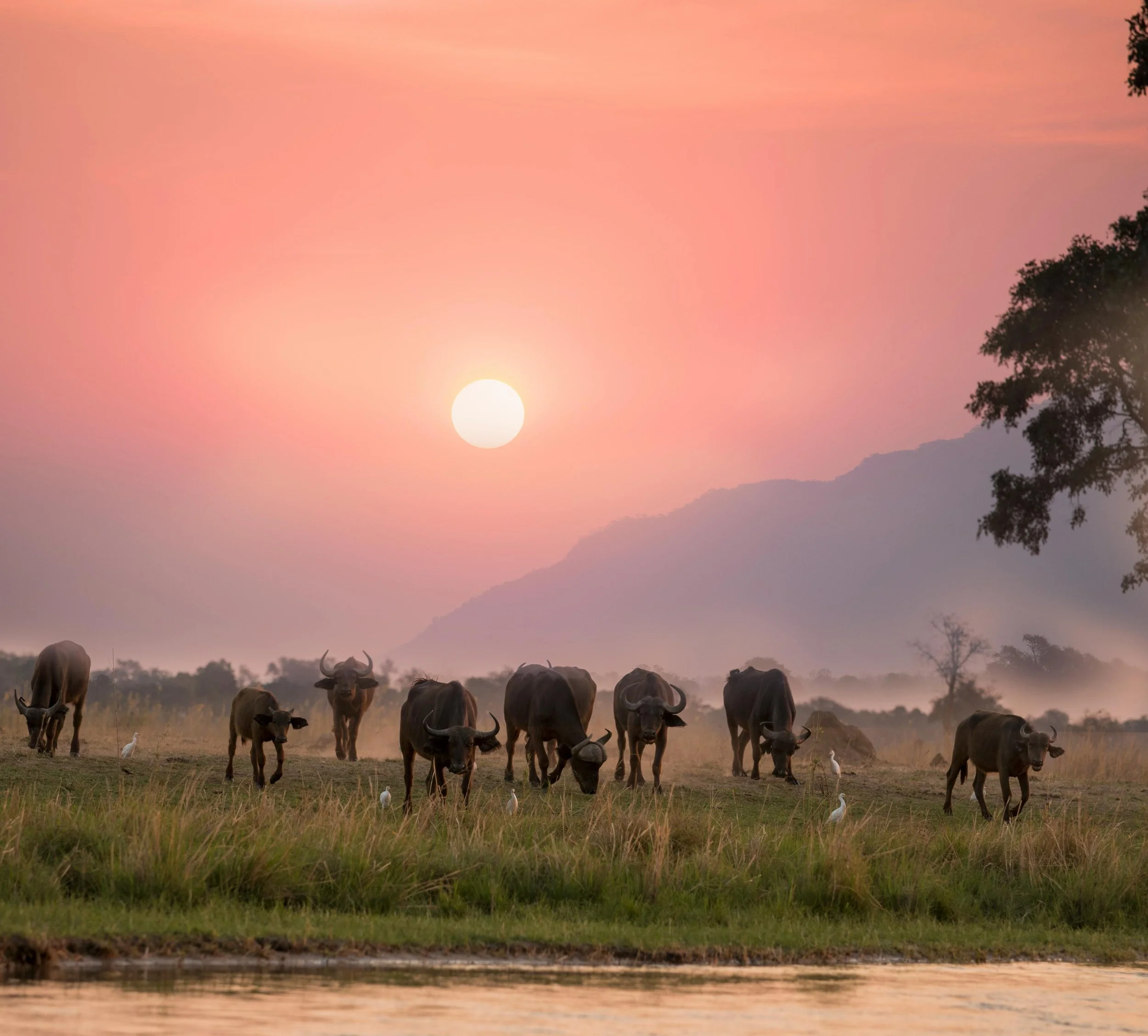 African safari at sunrise with tourists in open jeep observing wildlife in Serengeti National Park