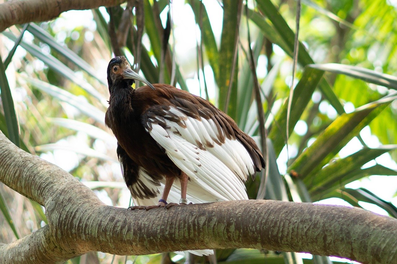 An ibis perches on a thick branch in Madagascar’s lush forest