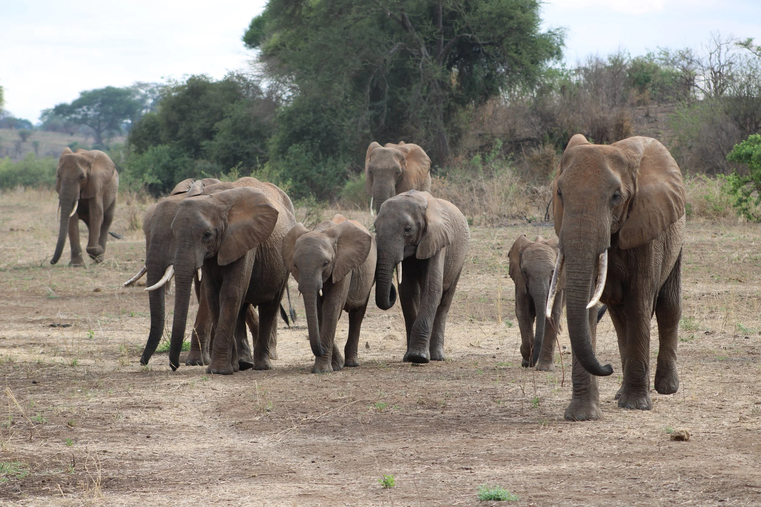 A family of elephants moves together across Tanzania’s dry savanna