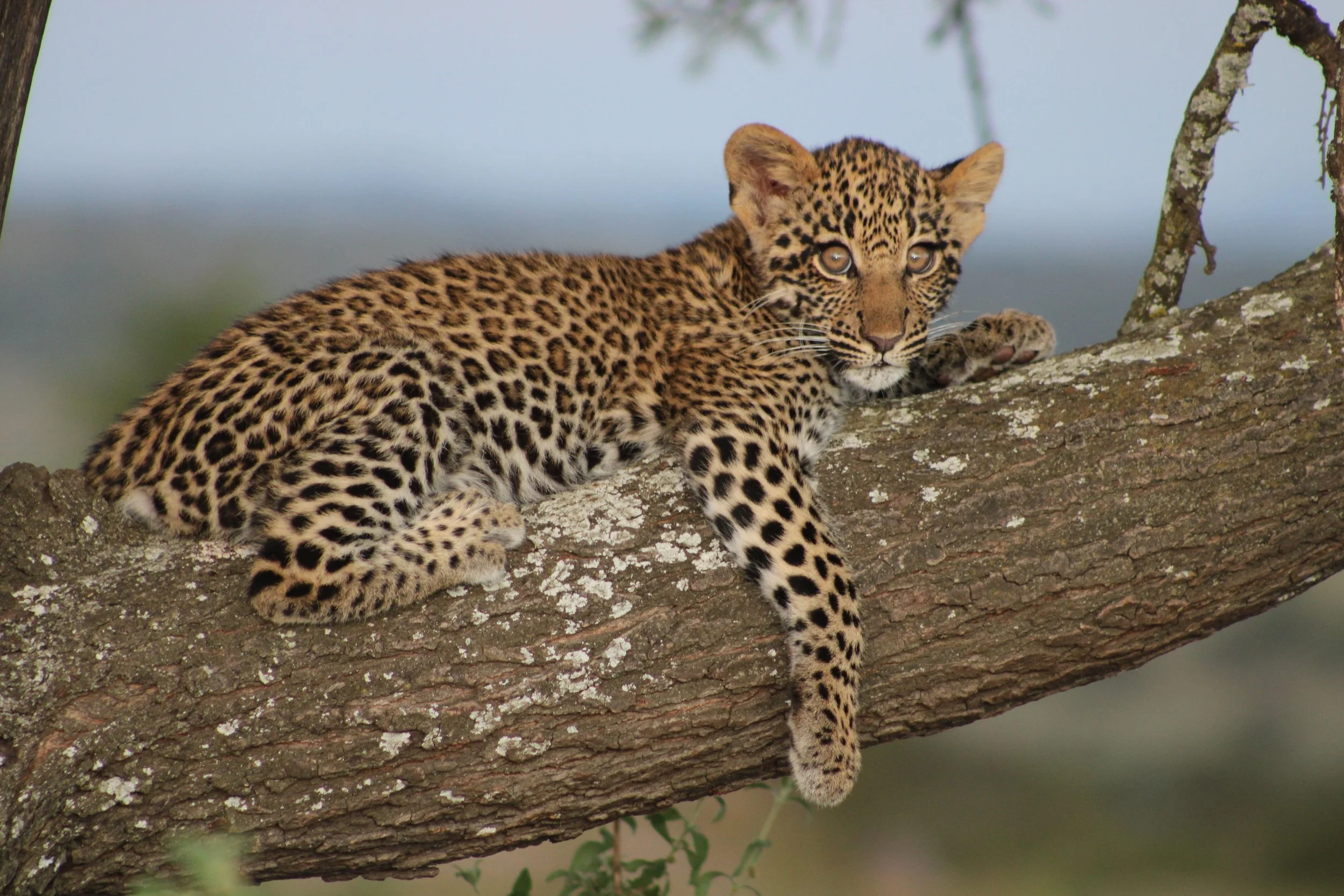 A young leopard lying on a tree branch, looking directly at the camera.