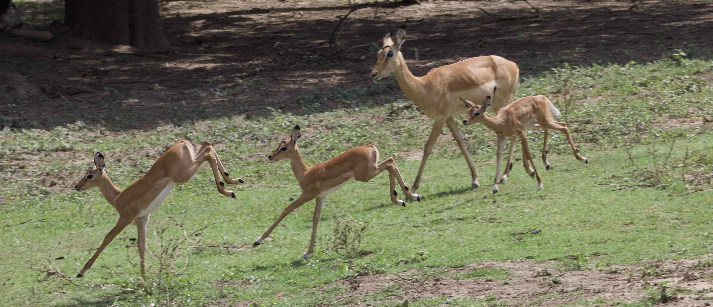 A group of five impalas running across a grassy area with trees and dirt patches in the background.