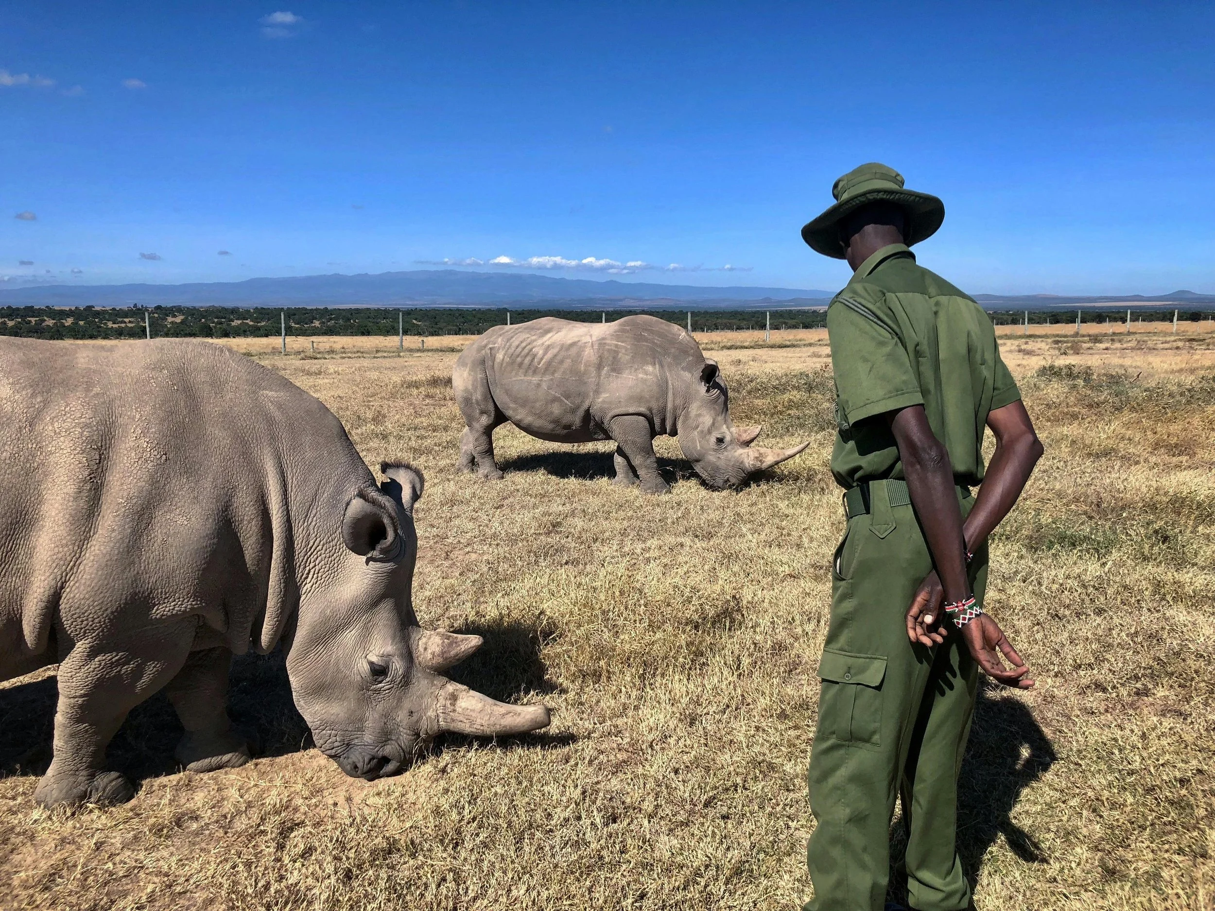 Safari guide standing with group in wildlife reserve, rhinos grazing peacefully in background