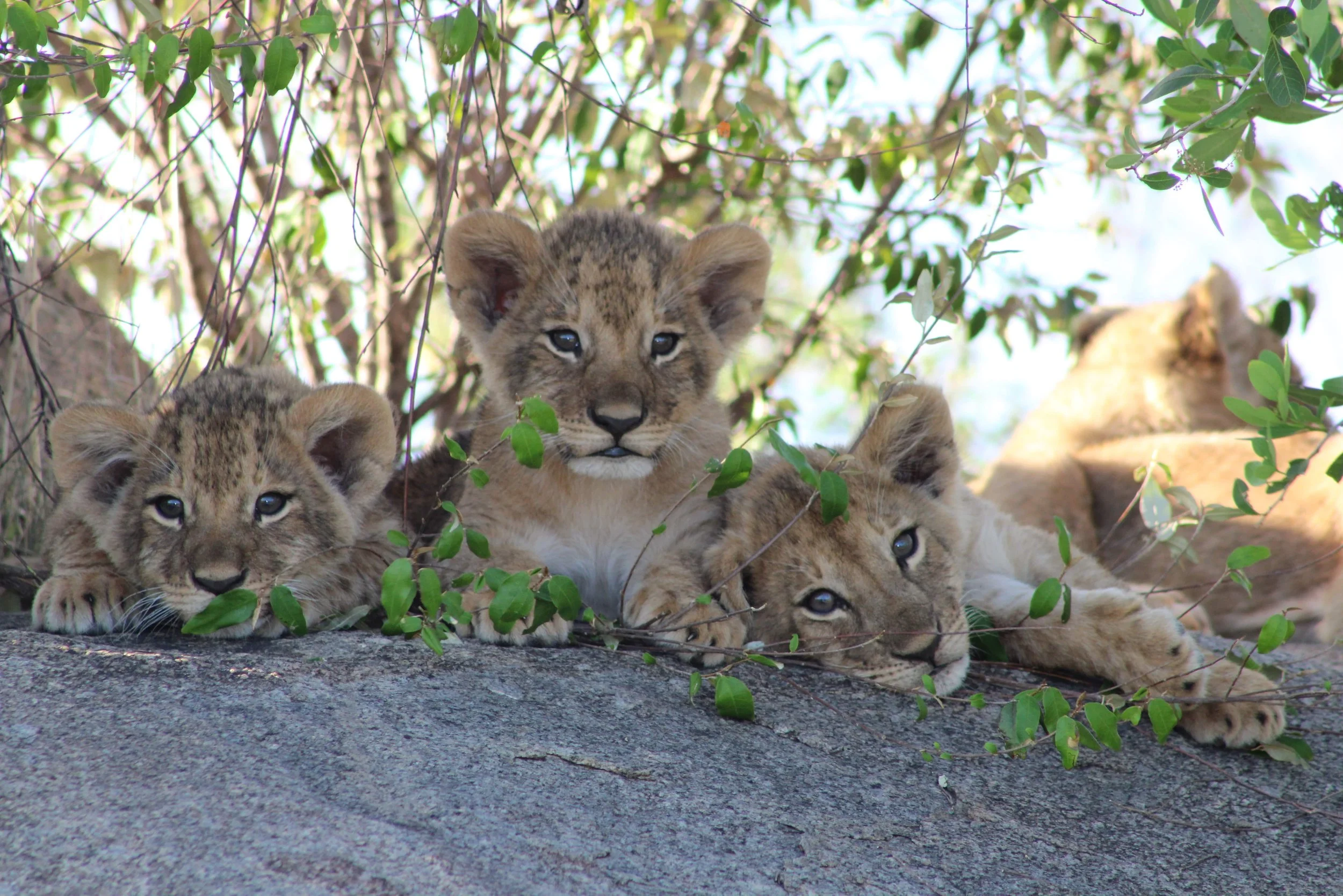 Three young lion cubs resting on a rock with green foliage in the background.